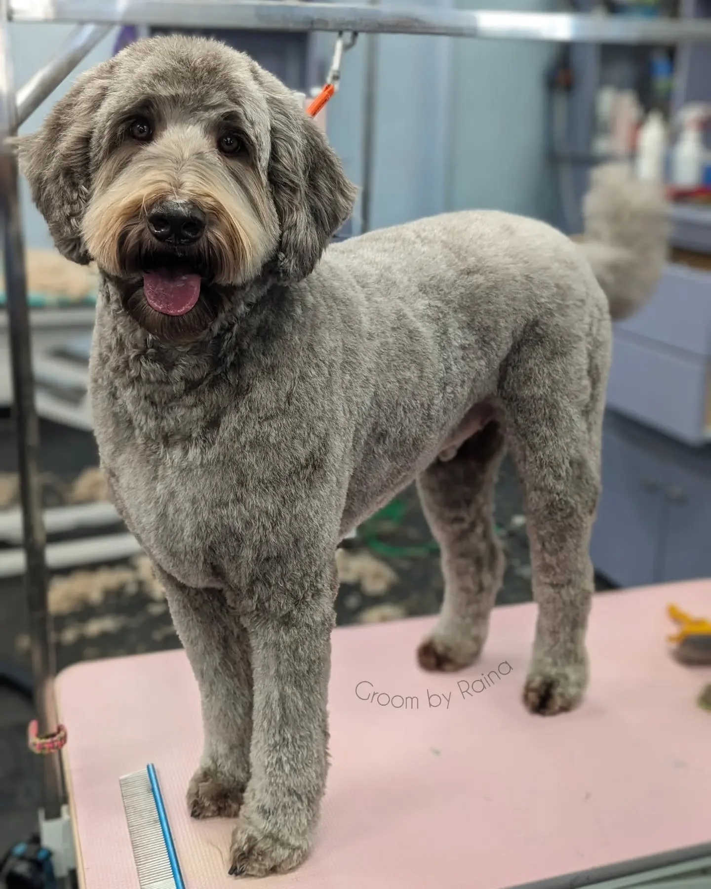 Hope everyone has a happy weekend! 🐾🧊

Groom: 5/8 teddy, 7/8 head and ears