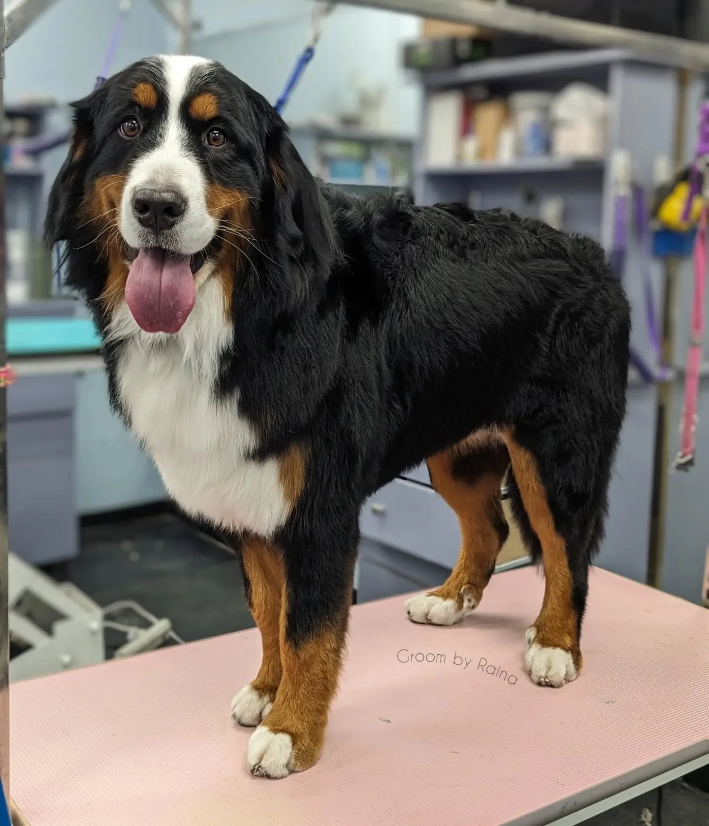 I love a big dog with a slick tidy 🤩

Groom: Bath and tidy