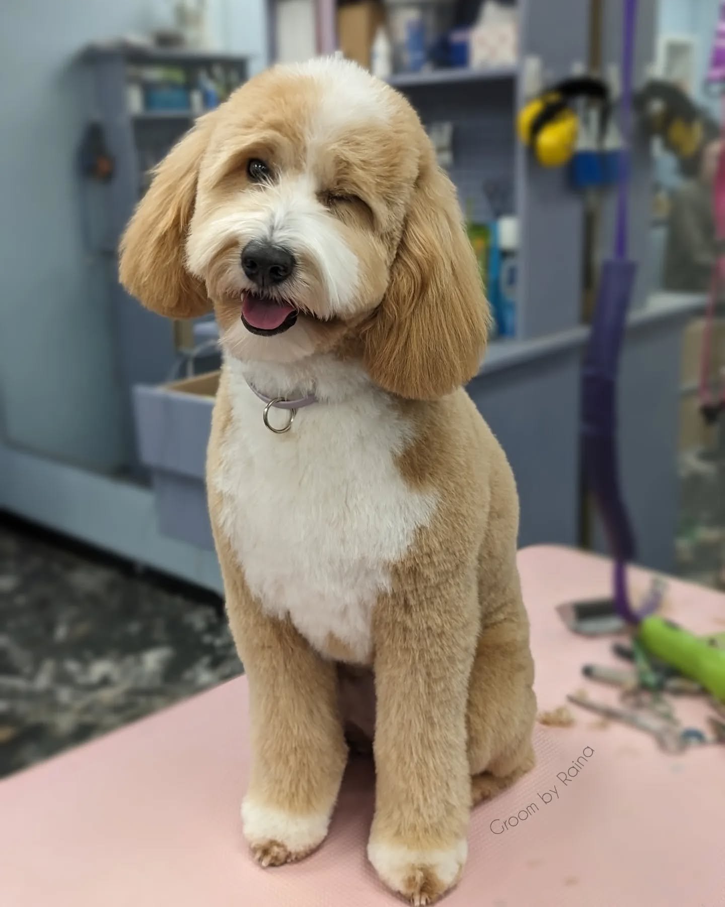 Cheeky gal 😘 

Groom: 7/8 teddy, 5 week schedule
