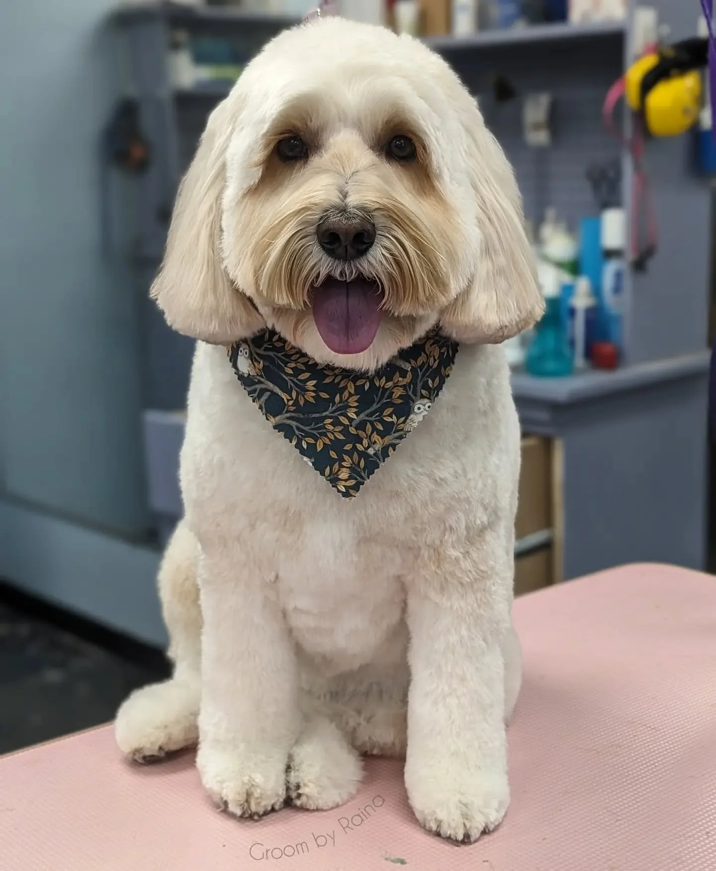 This gal has the best lashes 🎠🔮

Groom: 3/4 teddy, 4 week schedule