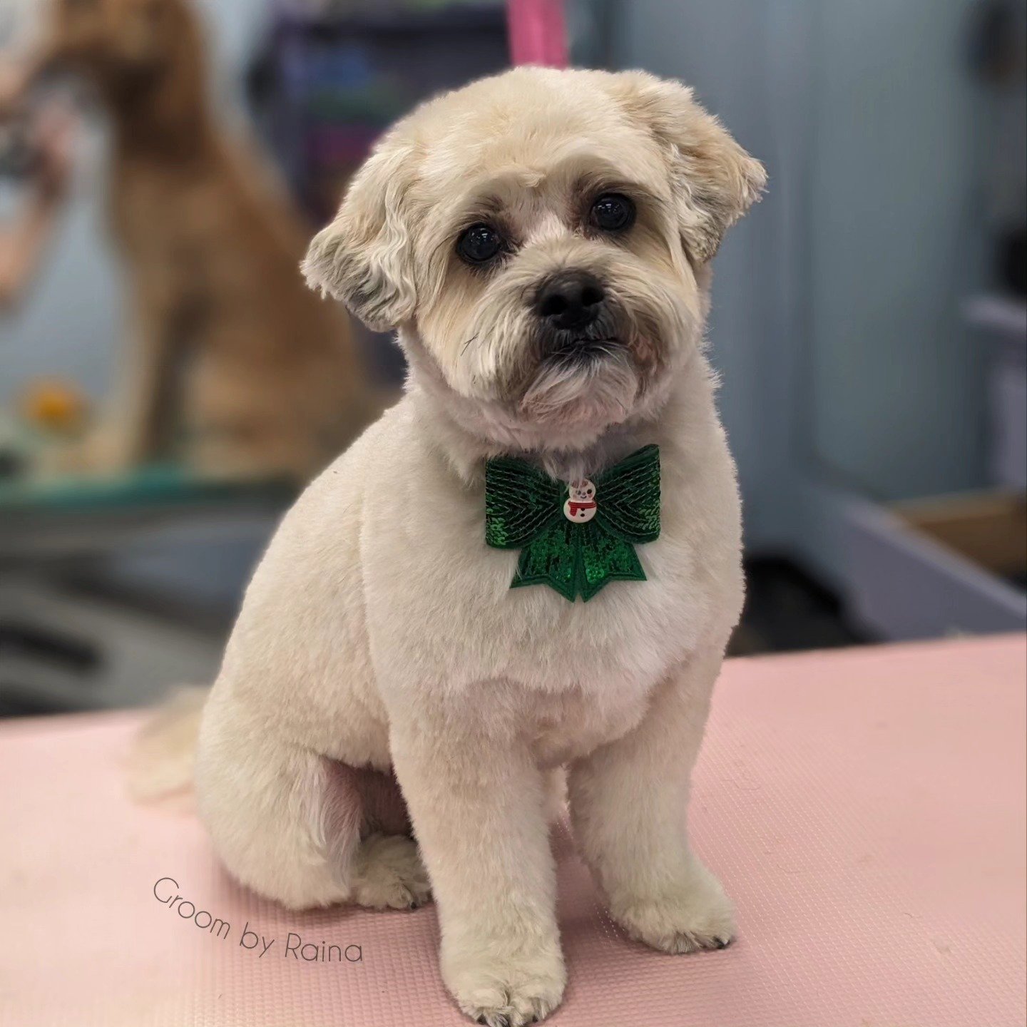 Happy holidays! 🥂

Groom: 3/4 Teddy, 5 week schedule