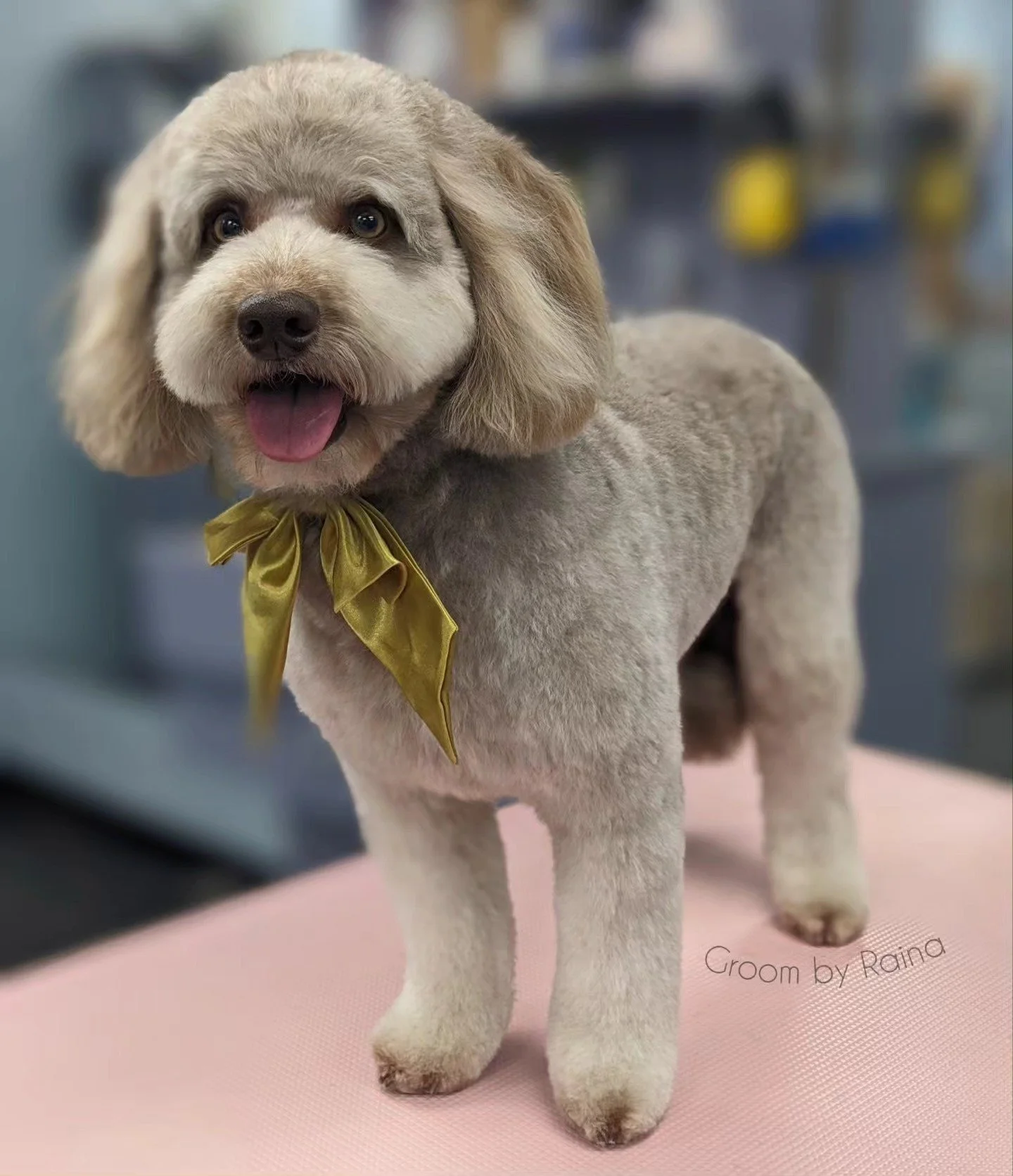 Last grooms of the year done! 🎉🎄

Groom: 3/4 teddy, 5 week schedule