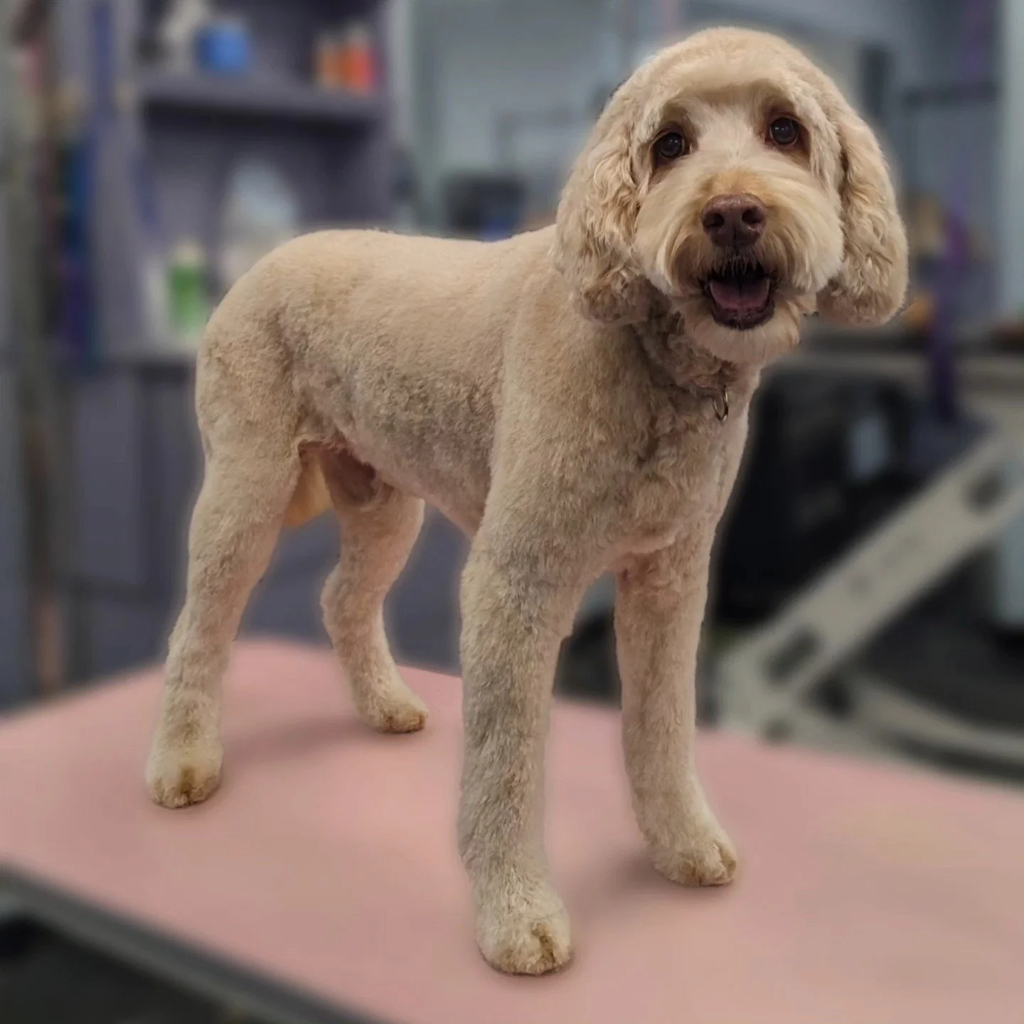 Can't slow down this lady! 🌞

Groom: 1/2 Teddy