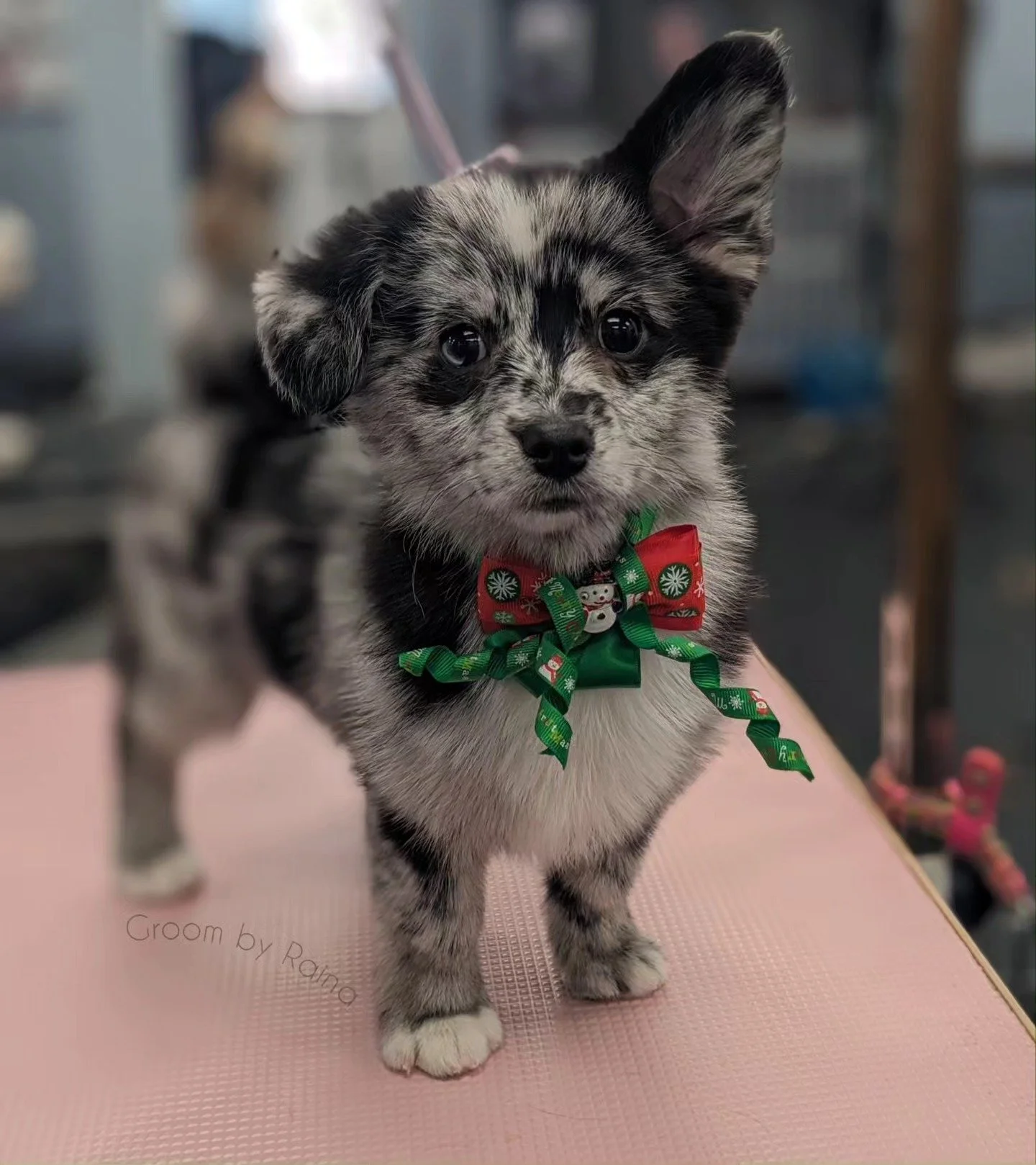 Absolutely insane how cute little Murray is!! 🎄