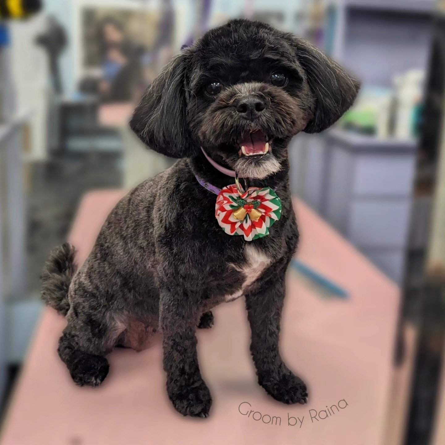 Star of the show!

Groom: #5 kennel cut, 1/2 round head