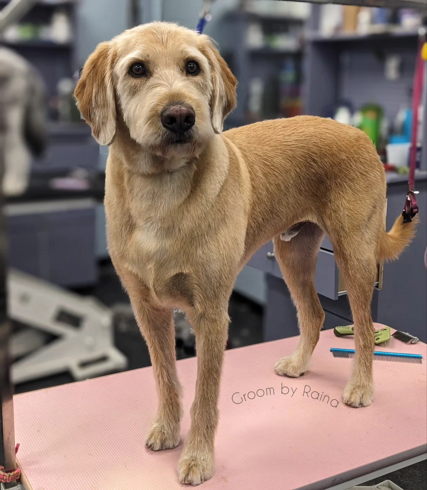 Gorgeous boy! 😍

Groom: 5/8 all over