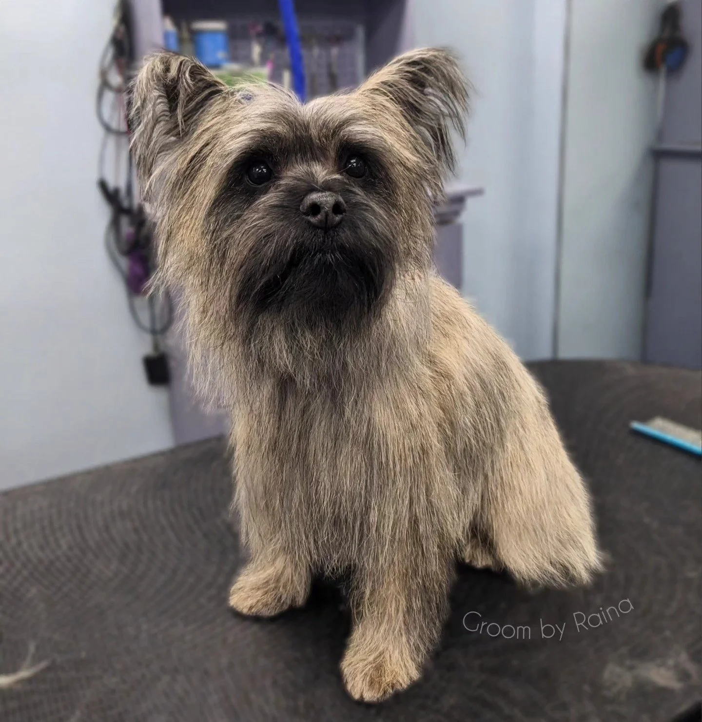 Fresh blowout for this fabulous man!

Groom: Bath and brush