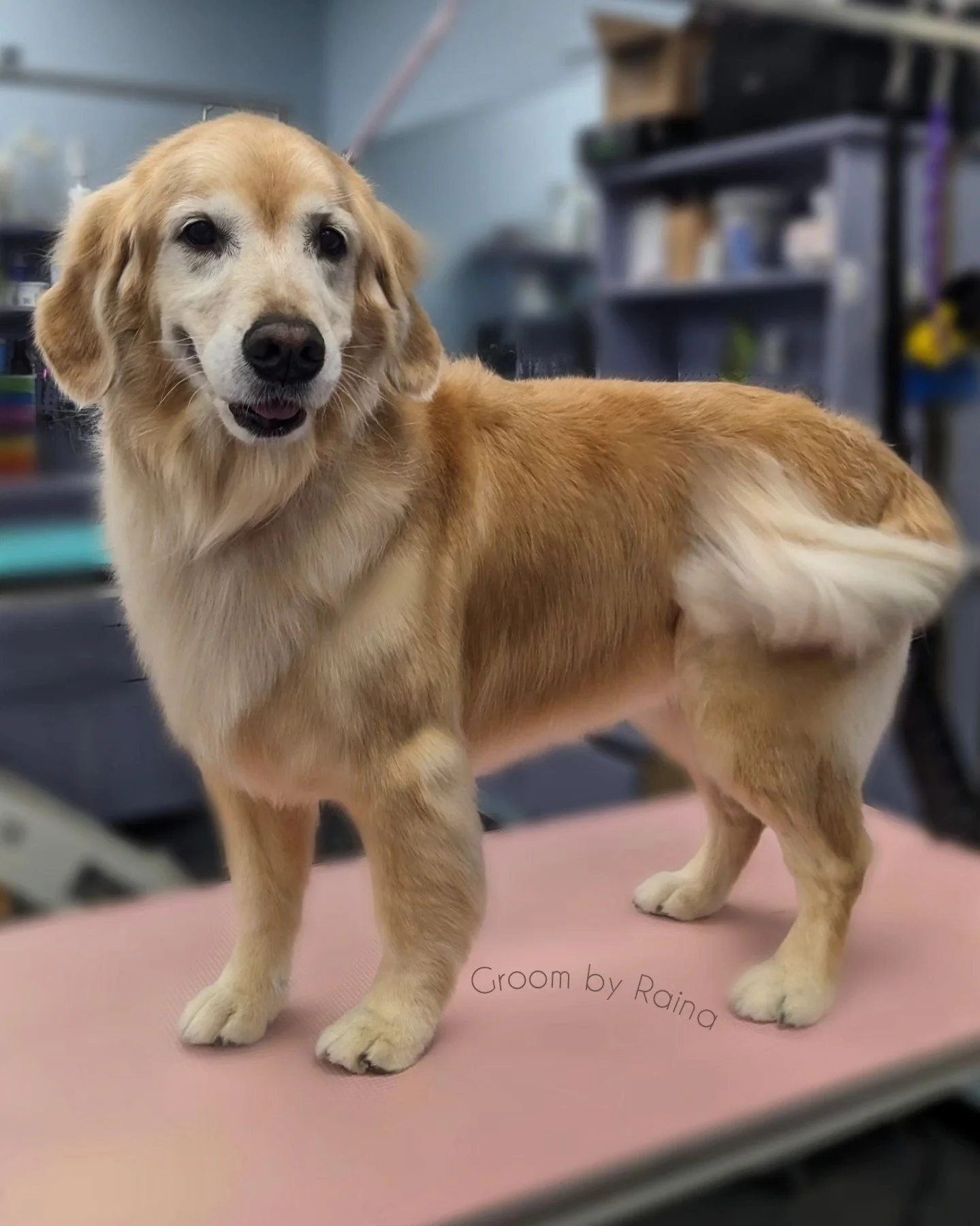 Beautiful Ms.Agnes with a tail that just won't quit and a smile for days ! 🪞🌟

Groom: Bath and tidy