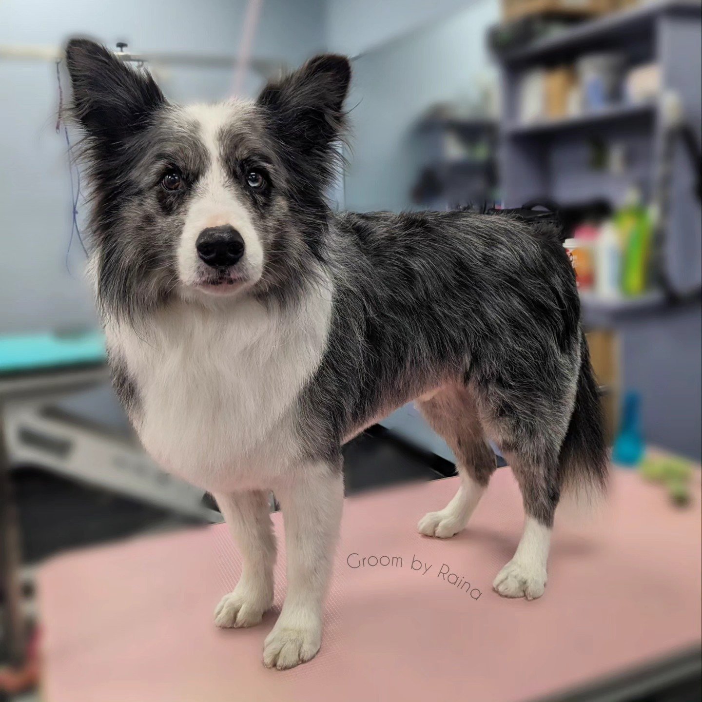 So brave without his sister today! ❤️