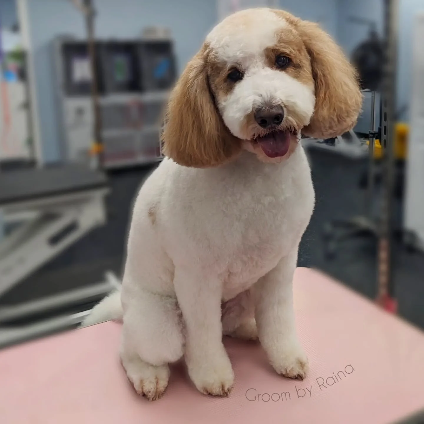 My impossible-to-photograph girl looking all fluffed and fresh for the holidays! ☃️🐻&zwj;❄️