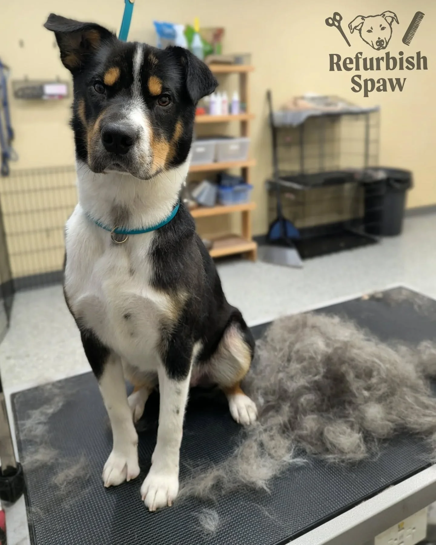 Big ol' blowout for my new friend! 🤗🥎

Groom: Deshedding bath and brush 

#yyc #yycdogs #calgarydogs #yycpets #calgarysmallbusiness