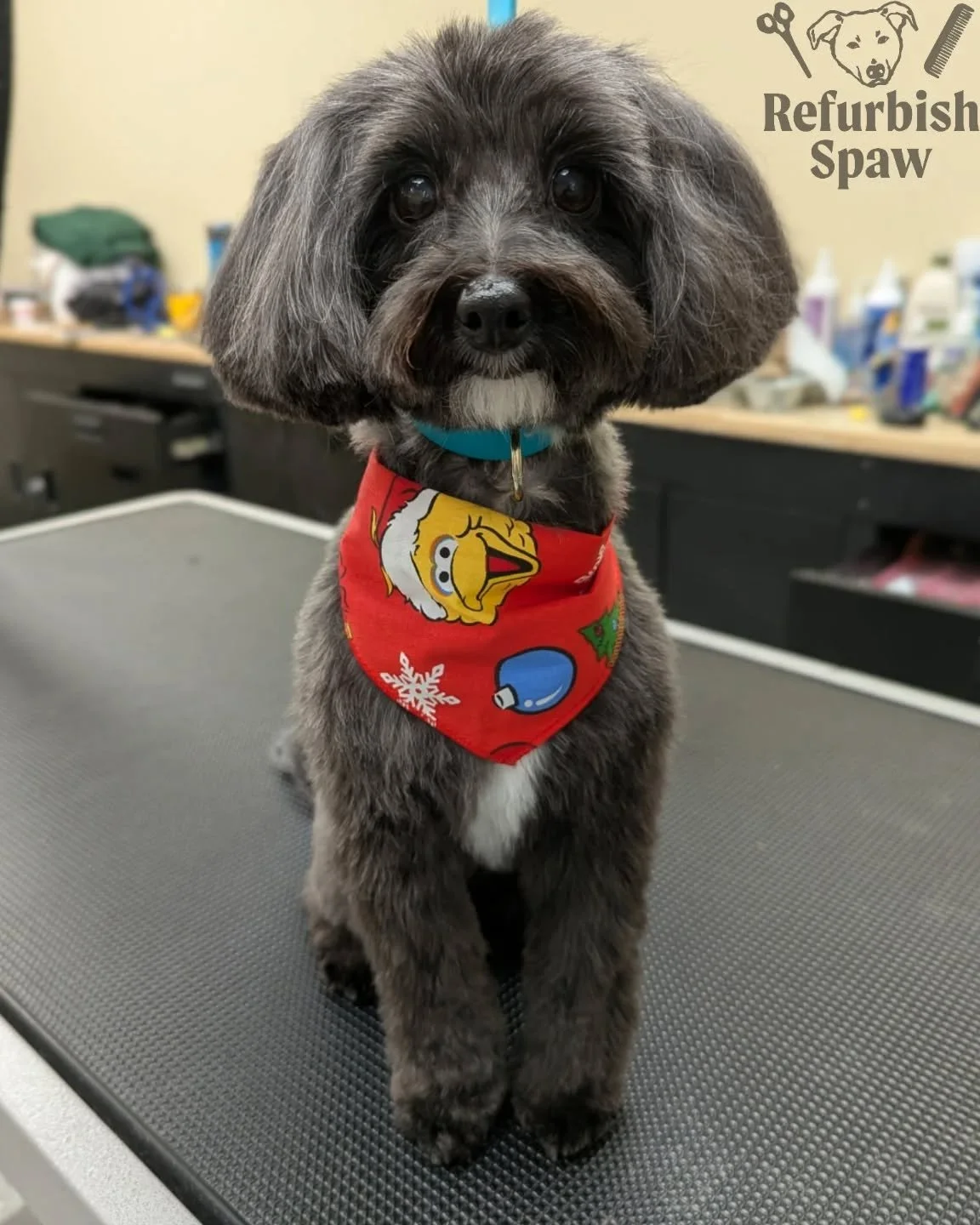 Simply CANNOT resist this little peanut 🌱

Groom: 1/2 Teddy 

#yyc #yycdogs #yycgrooming #yycdoggrooming #yycpets #calgary #calgarydogs #calgarysmallbusiness #shoplocal #biewerterrier #poodlemix