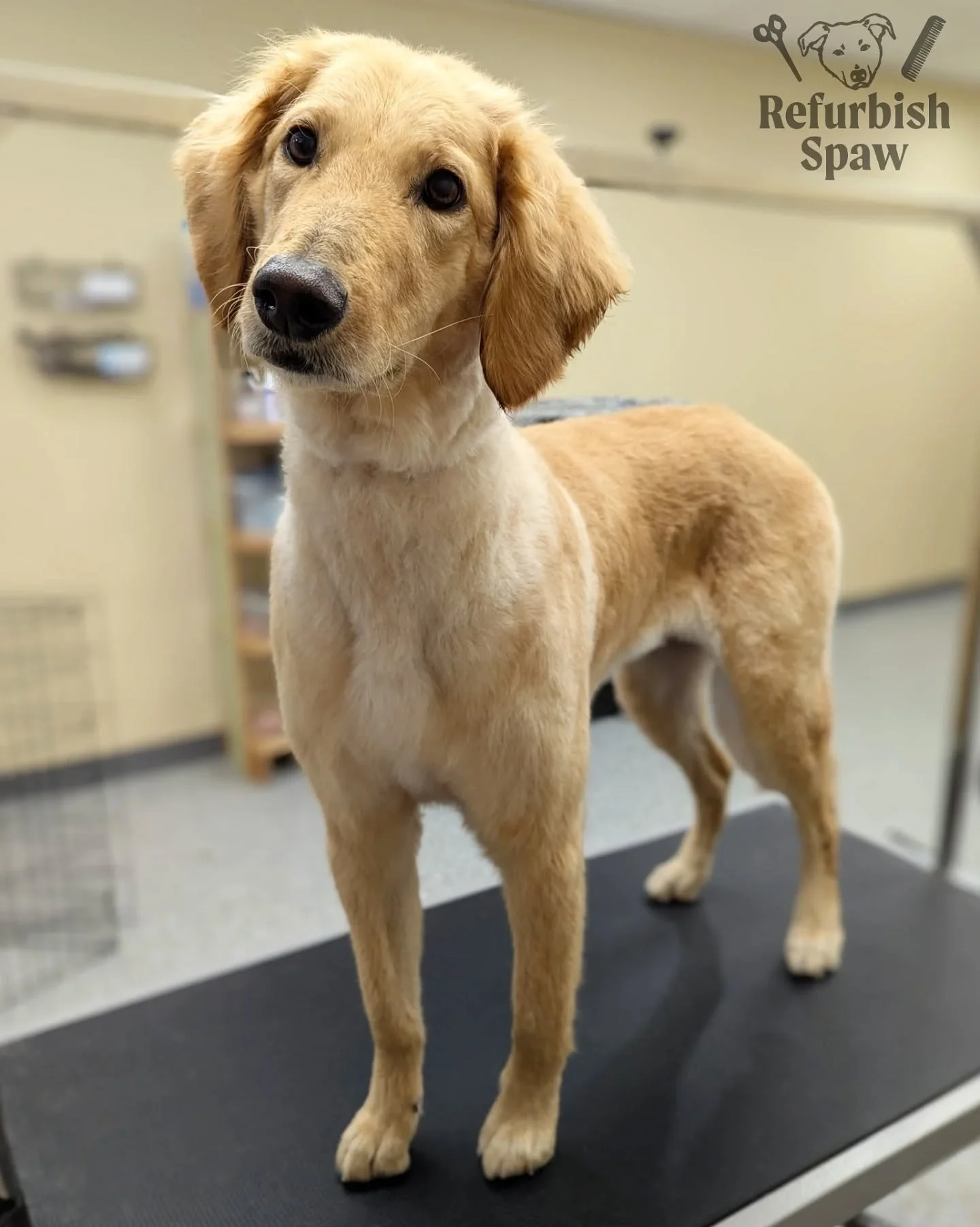 Long legs for the long weekend!! 🦃🍂 

Groom: 3/4 Teddy 

#yyc #yycdogs #yycgrooming #yycdoggrooming #yycpets #calgary #calgarydogs #calgarysmallbusiness #shoplocal #goldendoodle #doodle