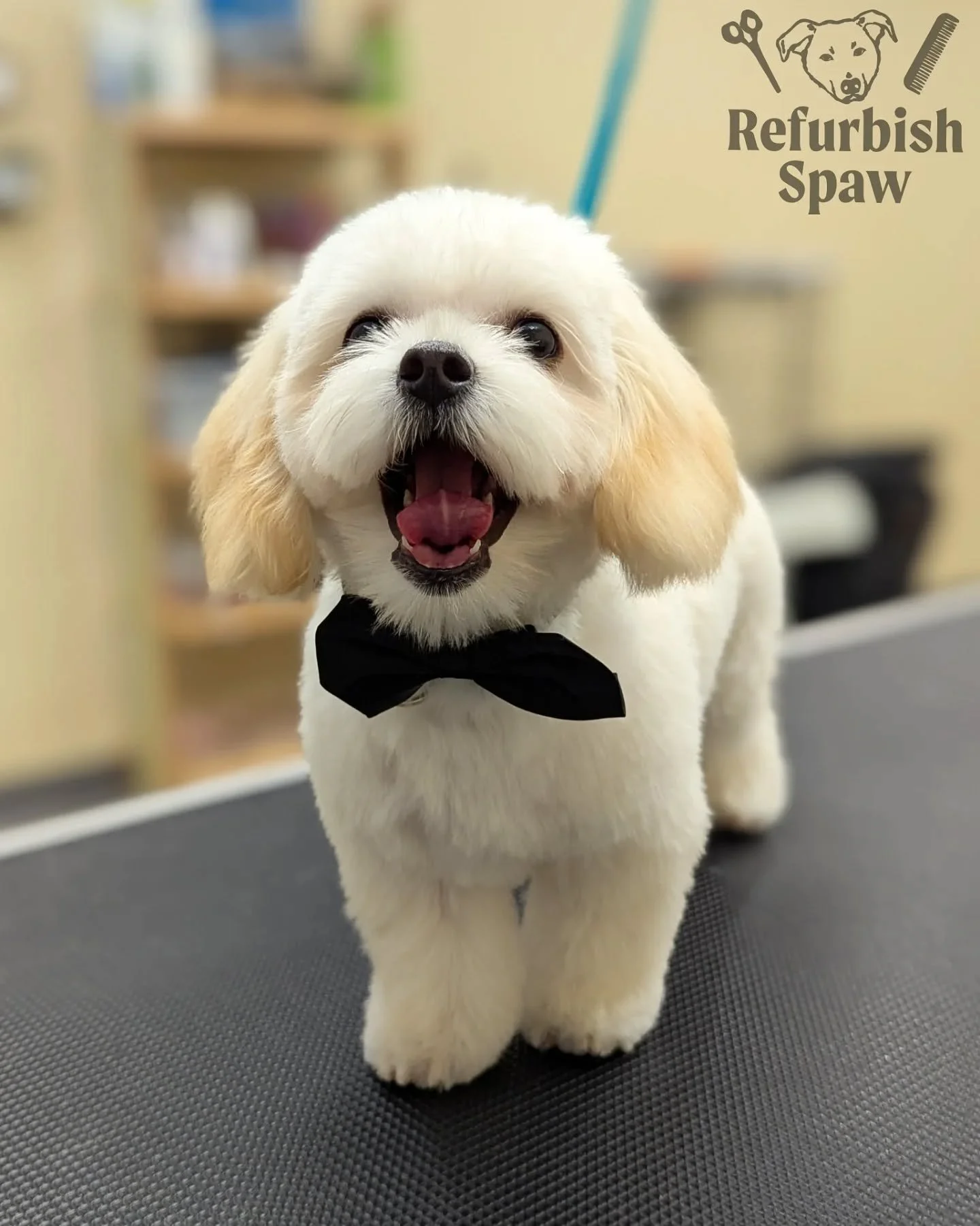 TGIF !! 🥳

Groom: 3/4 Teddy 

#yyc #yycdogs #yycgrooming #yycdoggrooming #yycpets #calgary #calgarydogs #calgarysmallbusiness #shoplocal #maltipoo #puppy #maltipoopuppy