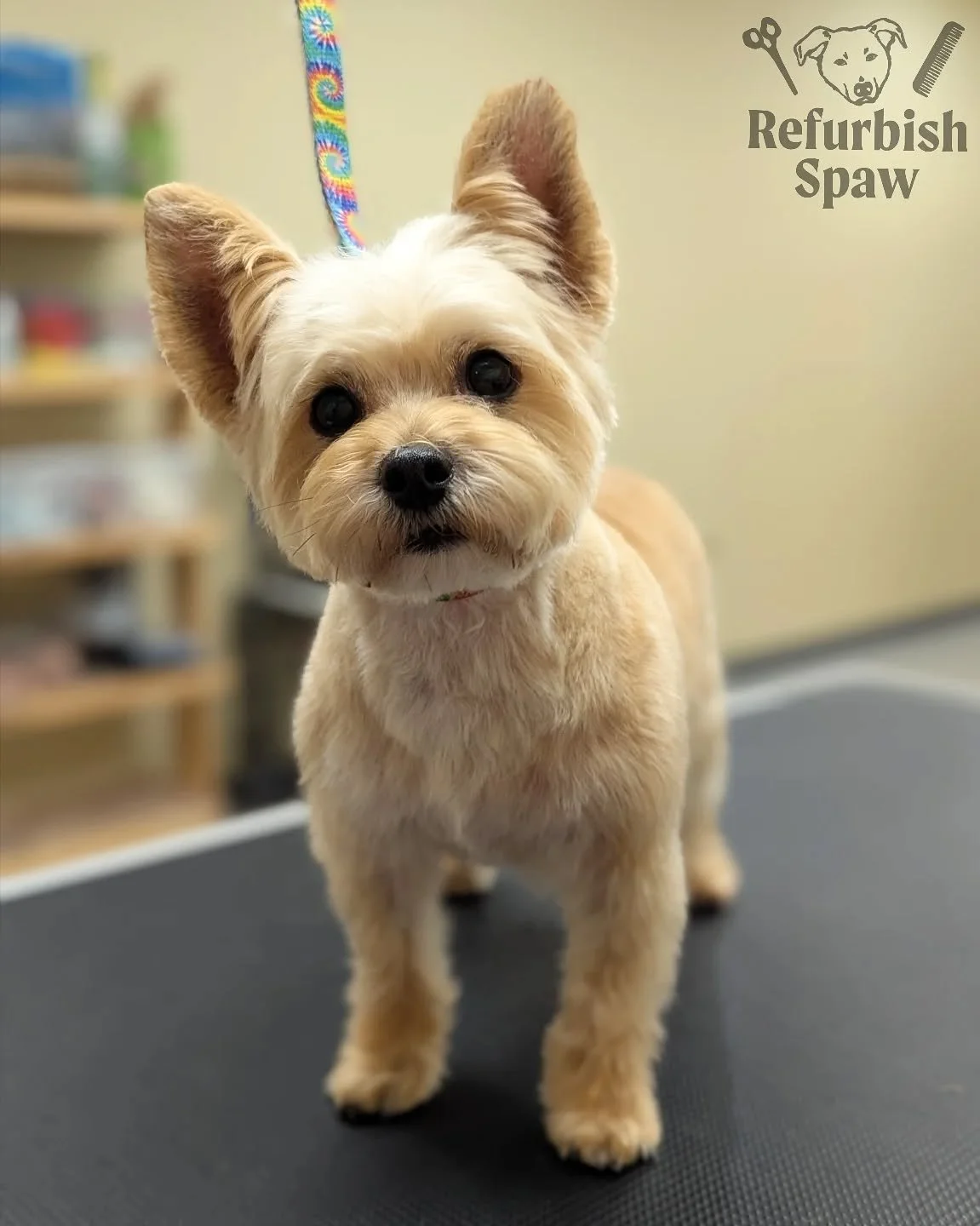 New Jellycat just dropped 🐻✨

Groom: 4 body, 1/2 legs, round head

 #yyc #yycdogs #yycgrooming #yycdoggrooming #yycpets #calgary #calgarydogs #calgarysmallbusiness #shoplocal #yorkiemix