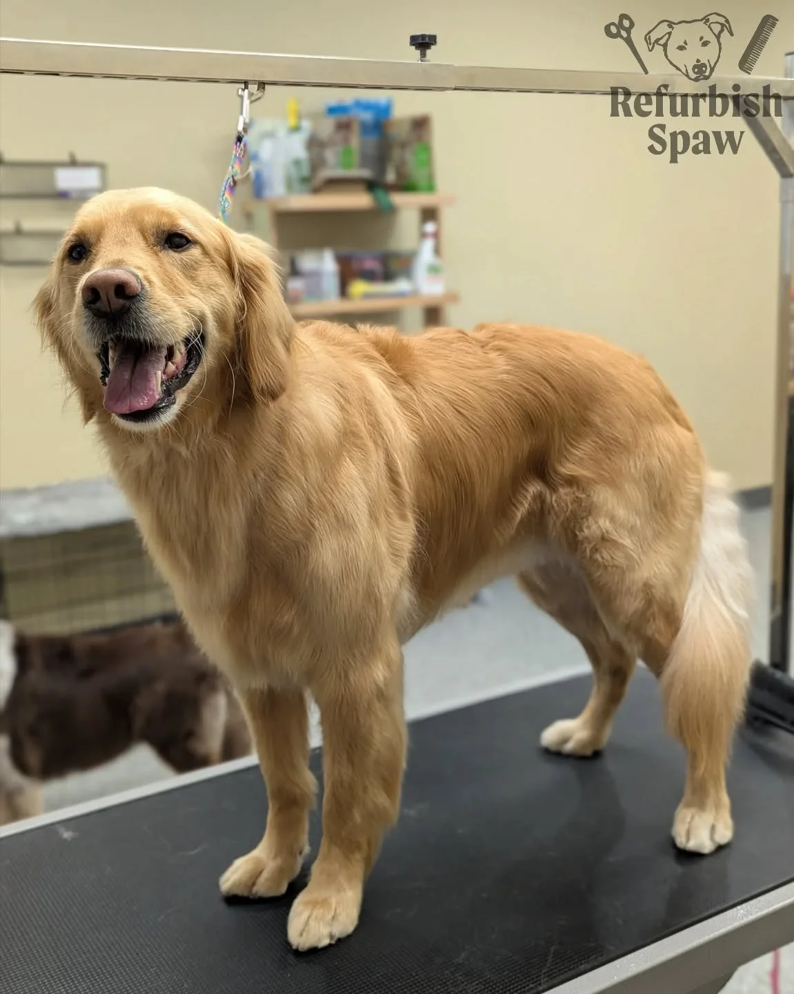 Fur is flyin! 🌬️

Groom: bath and tidy

#yyc #yycdogs #yycgrooming #yycdoggrooming #yycpets #calgary #calgarydogs #calgarysmallbusiness #shoplocal #golden #goldenretriever