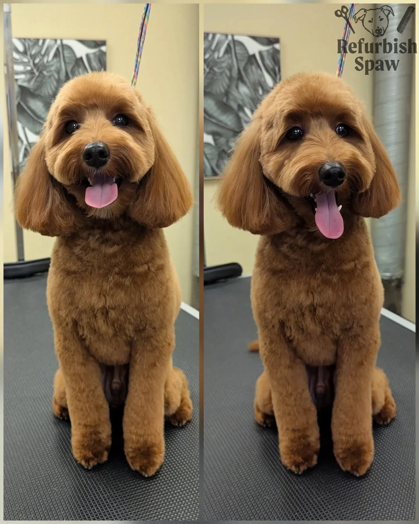 Ben always cute as can bee! 🐝

Groom: 1/2 Teddy 

#yyc #yycdogs #yycgrooming #yycdoggrooming #yycpets #calgary #calgarydogs #calgarysmallbusiness #shoplocal #doodle #minipoodlemix
