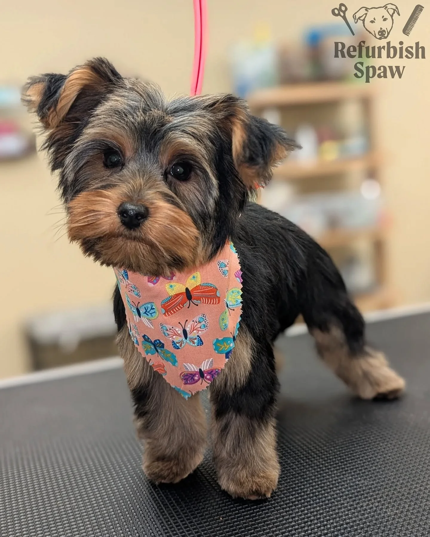 Cutest little spring chicken 🌱🐤

Groom: Puppy intro

#yyc #yycdogs #yycgrooming #yycdoggrooming #yycpets #calgary #calgarydogs #calgarysmallbusiness #shoplocal #yorkie #yorkshireterrier