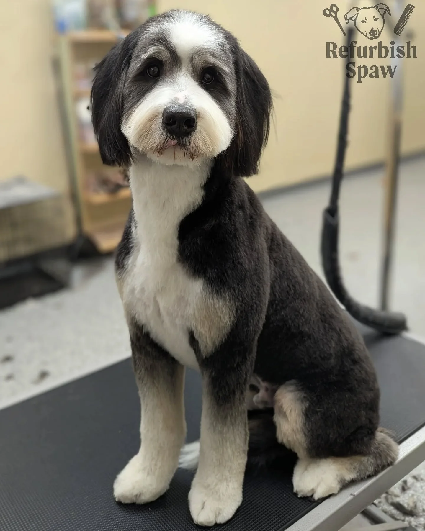 Loving Bernie in his spring 'do! 💙

Groom: 1/2 Teddy

#yyc #yycdogs #yycgrooming #yycdoggrooming #yycpets #calgary #calgarydogs #calgarysmallbusiness #shoplocal #doodle #bernedoodle