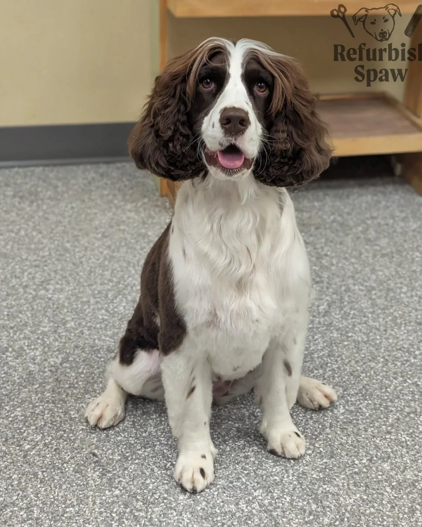 Total hair inspo 🤩

Groom: bath and tight tidy

#yyc #yycdogs #yycgrooming #yycdoggrooming #yycpets #calgary #calgarydogs #calgarysmallbusiness #shoplocal #englishspringer #springerspaniel #englishspringerspaniel