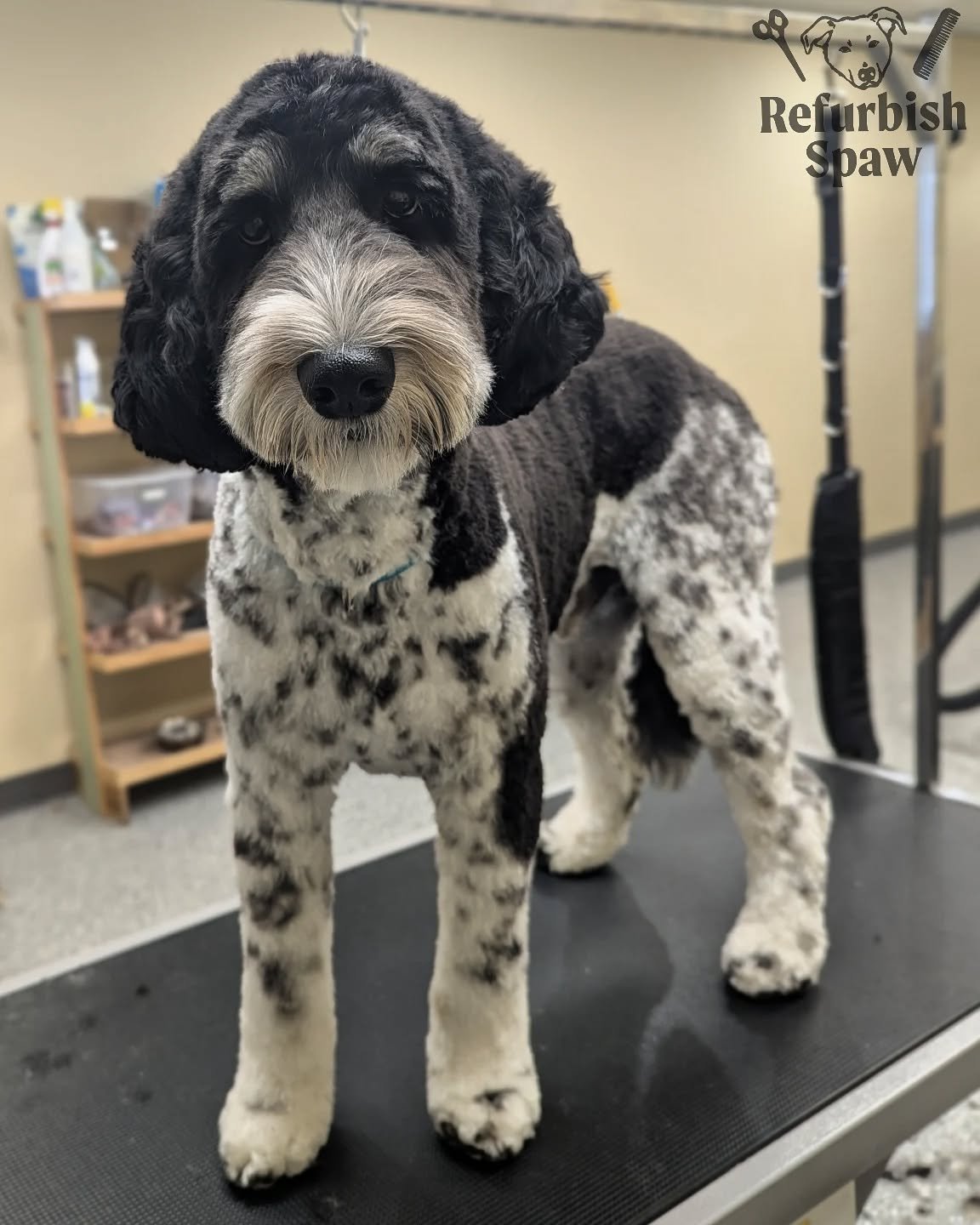 Wooly boy, always the sweetest! 🐏

Groom: 5/8 Teddy 

#yyc #yycdogs #yycgrooming #yycdoggrooming #yycpets #calgary #calgarydogs #calgarysmallbusiness #shoplocal #doodle #springerdoodle