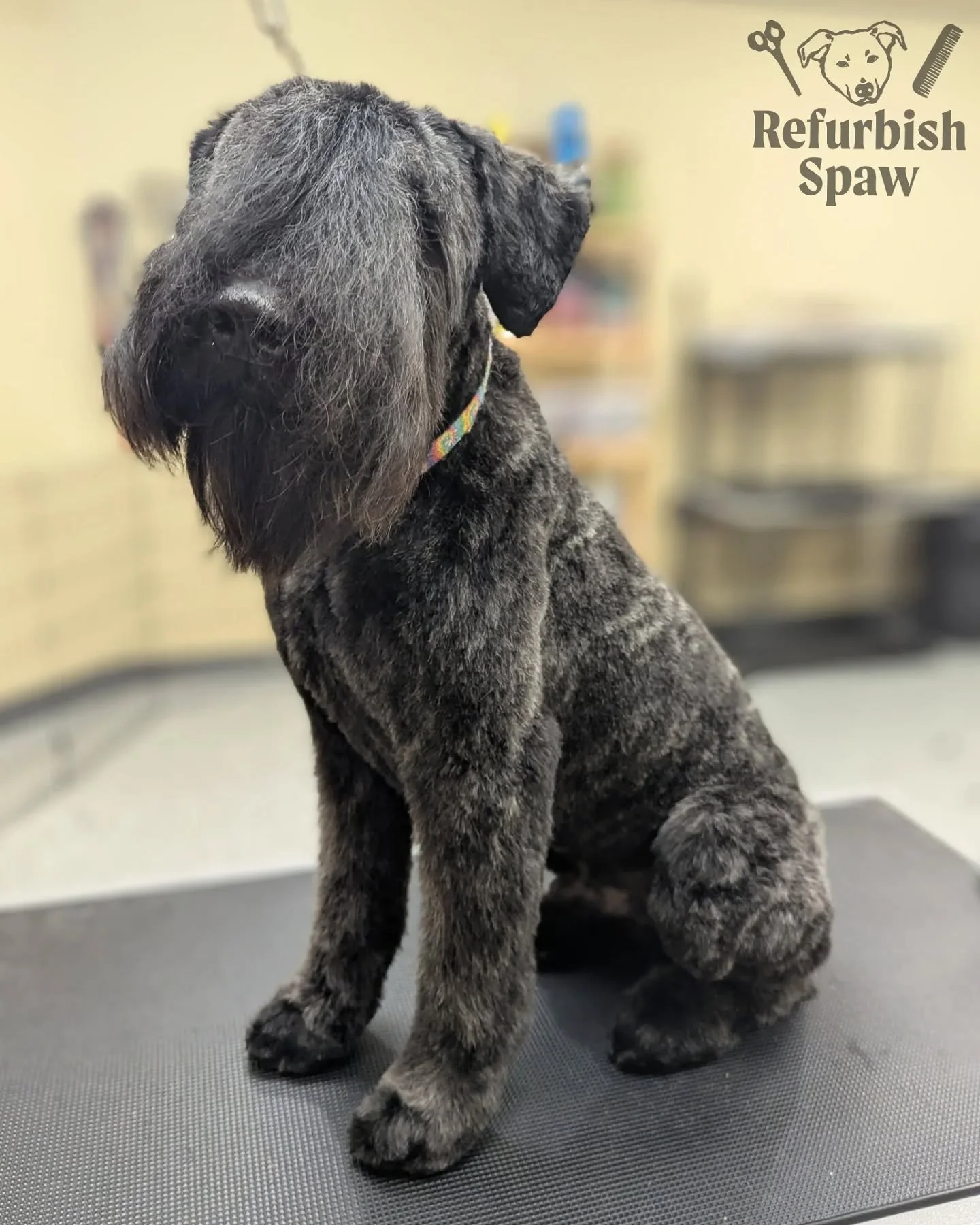 Big Kevin handsome as always! 💪

Groom: #2 body, 3/4 legs

#yyc #yycdogs #yycgrooming #yycdoggrooming #yycpets #calgary #calgarydogs #calgarysmallbusiness #shoplocal #bouvier #bouvierdesflandres