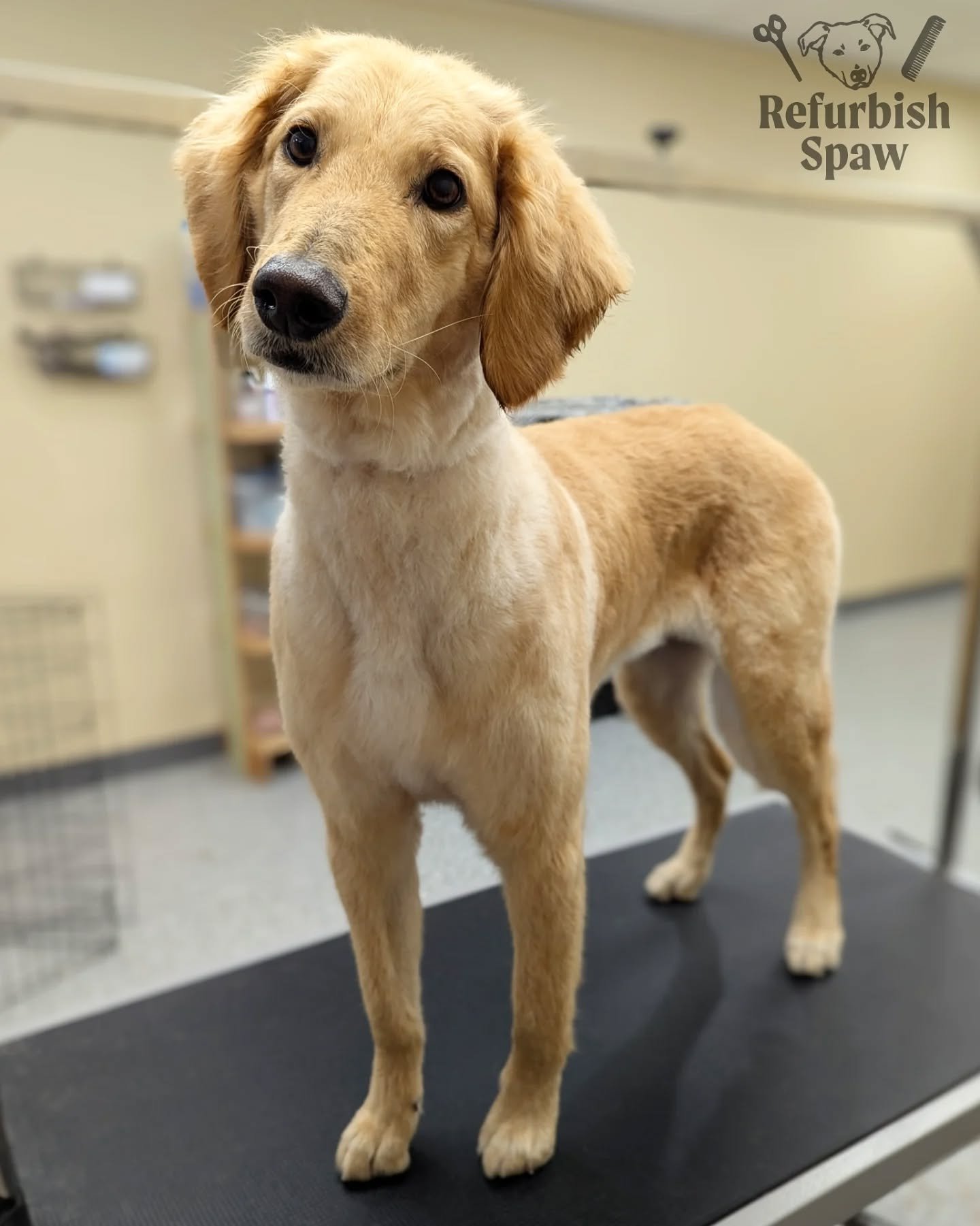 Long legs for the long weekend!! 🦃🍂 

Groom: 3/4 Teddy 

#yyc #yycdogs #yycgrooming #yycdoggrooming #yycpets #calgary #calgarydogs #calgarysmallbusiness #shoplocal #goldendoodle #doodle