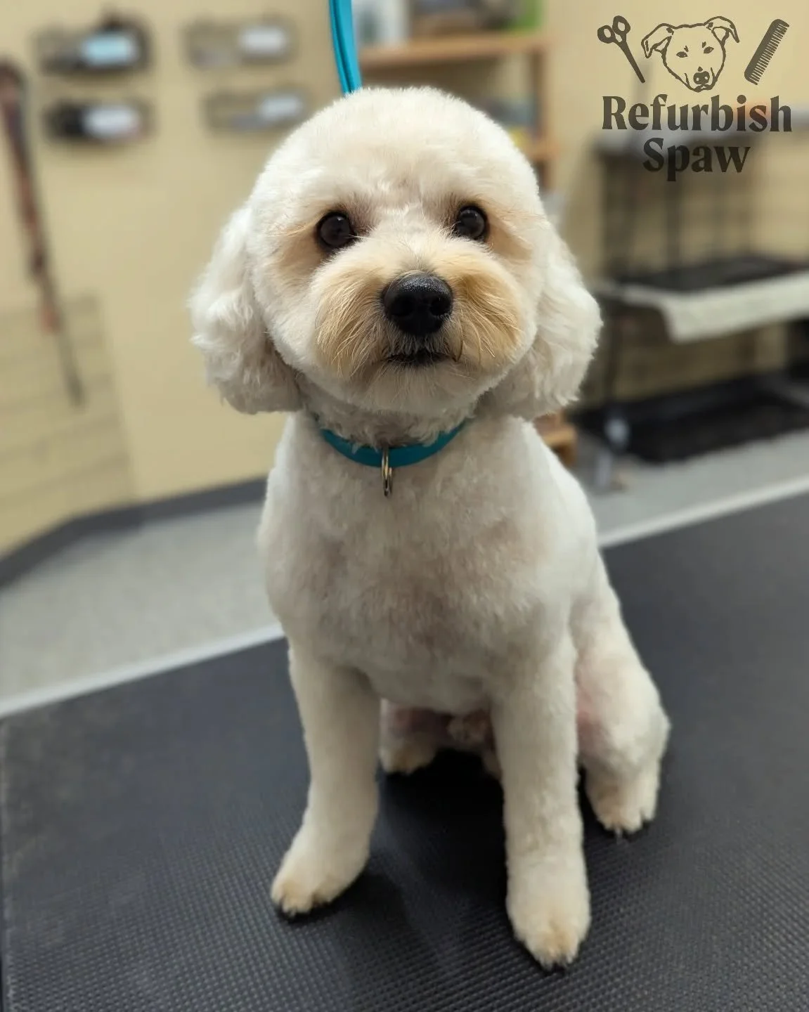 Superstar for our first visit! 🐝

Groom: 1/2 Teddy 

#yyc #yycdogs #yycgrooming #yycdoggrooming #yycpets #calgary #calgarydogs #calgarysmallbusiness #shoplocal #cockapoo