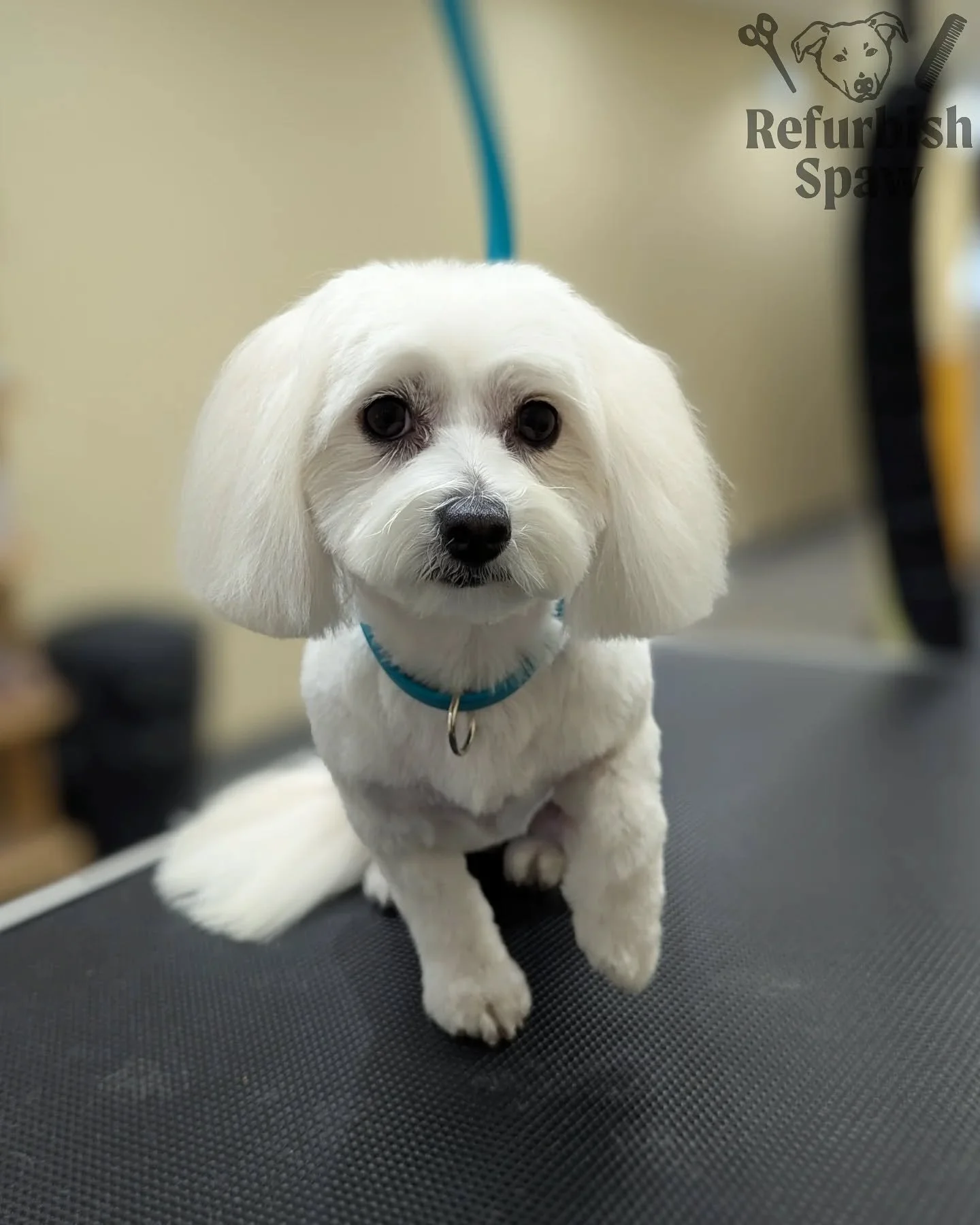 Happy Saturday everyone! 🐻&zwj;❄️🌼

Groom: kennel cut 4

#yyc #yycdogs #yycgrooming #yycdoggrooming #yycpets #calgary #calgarydogs #calgarysmallbusiness #shoplocal #cotondetulear #coton