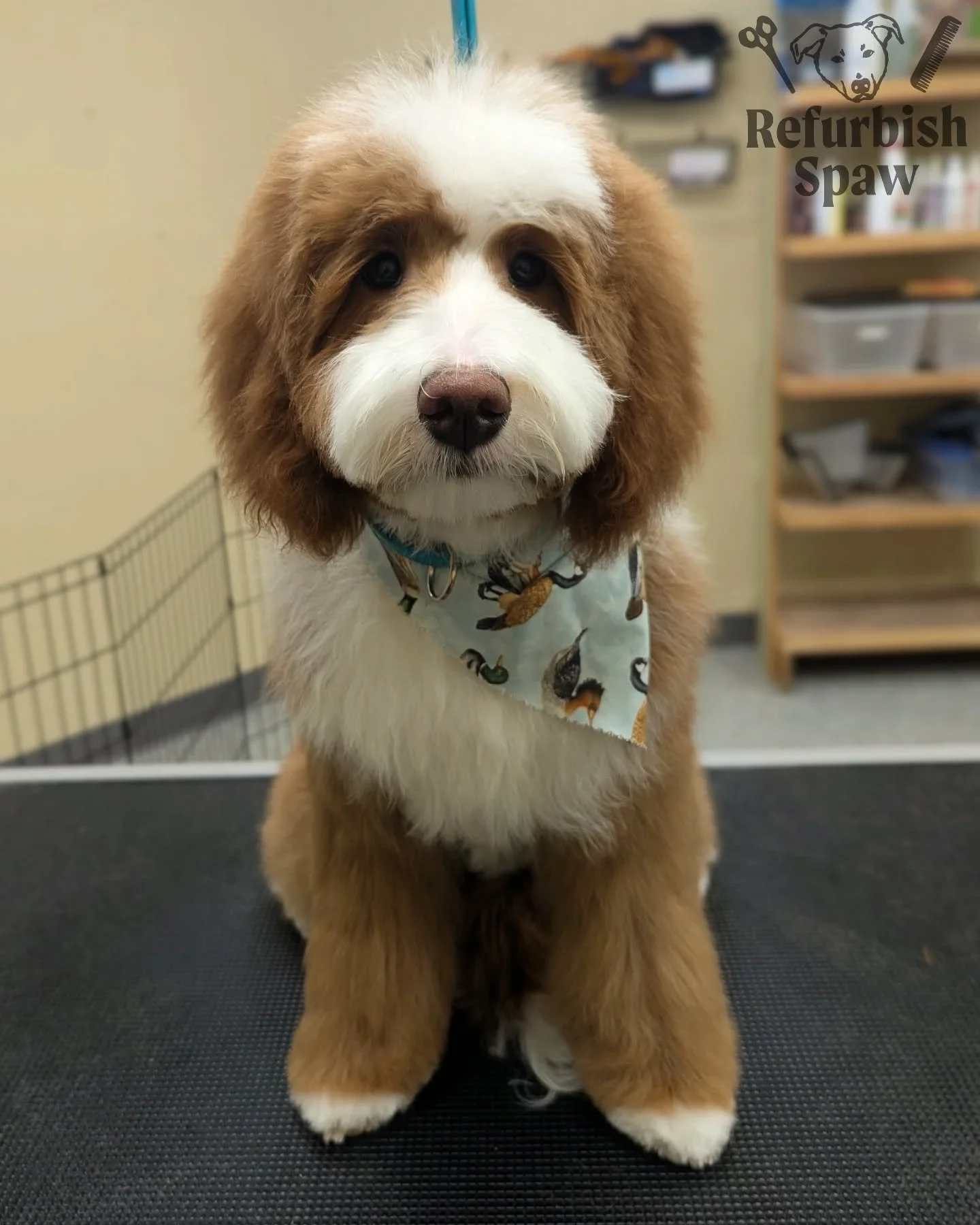 So cute I SIMPLY can't handle it 🐣

Groom: puppy trim

#yyc #yycdogs #calgarydogs #yycpets #calgarysmallbusiness