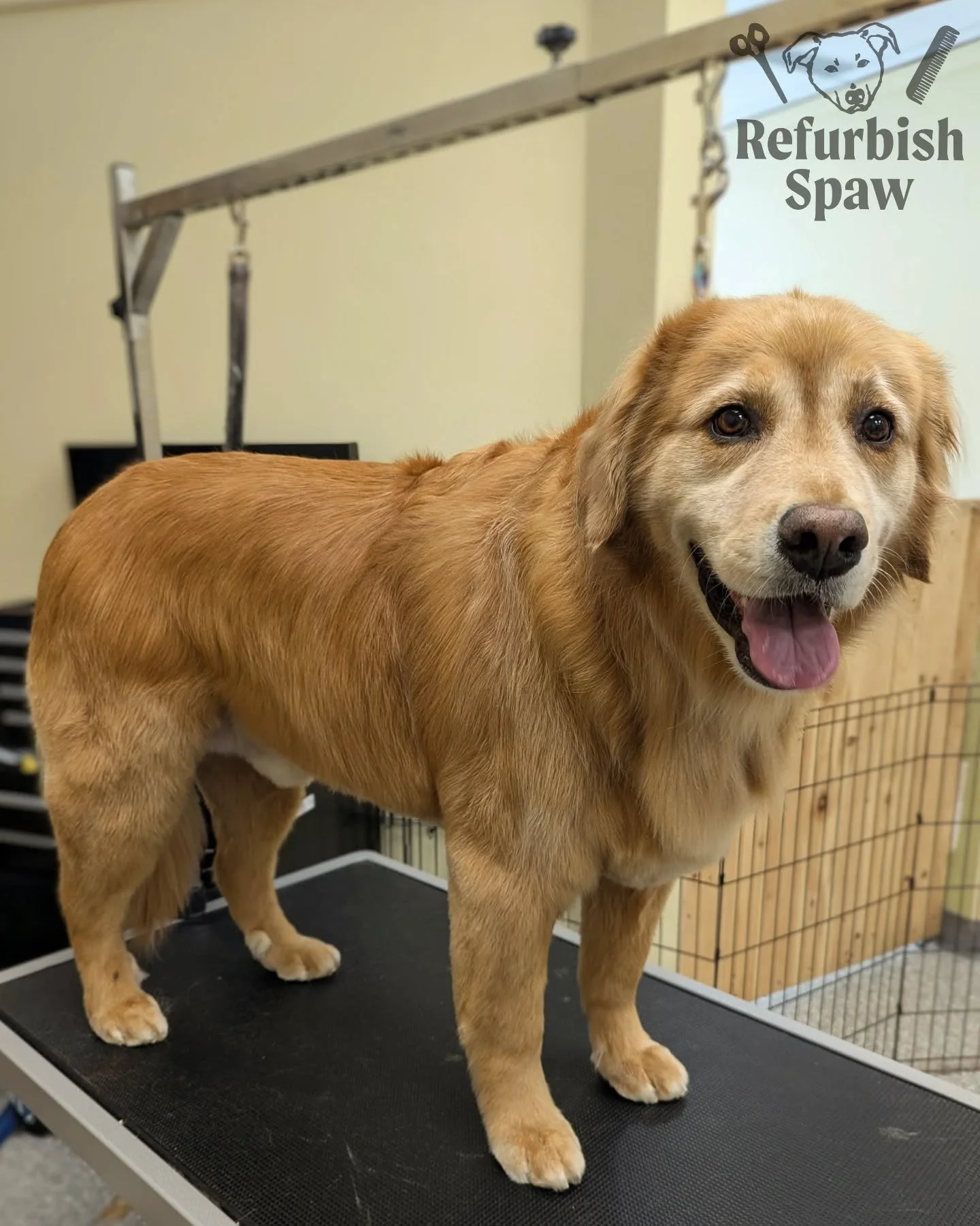 Happy Monday everyone! 

Just a reminder we are booking about 4-5 weeks out at the moment, so be sure to pre-book for before or after your summer plans! ☀️🏕️🐾

#yyc #yycdogs #yycgrooming #yycdoggrooming #CalgaryDogs