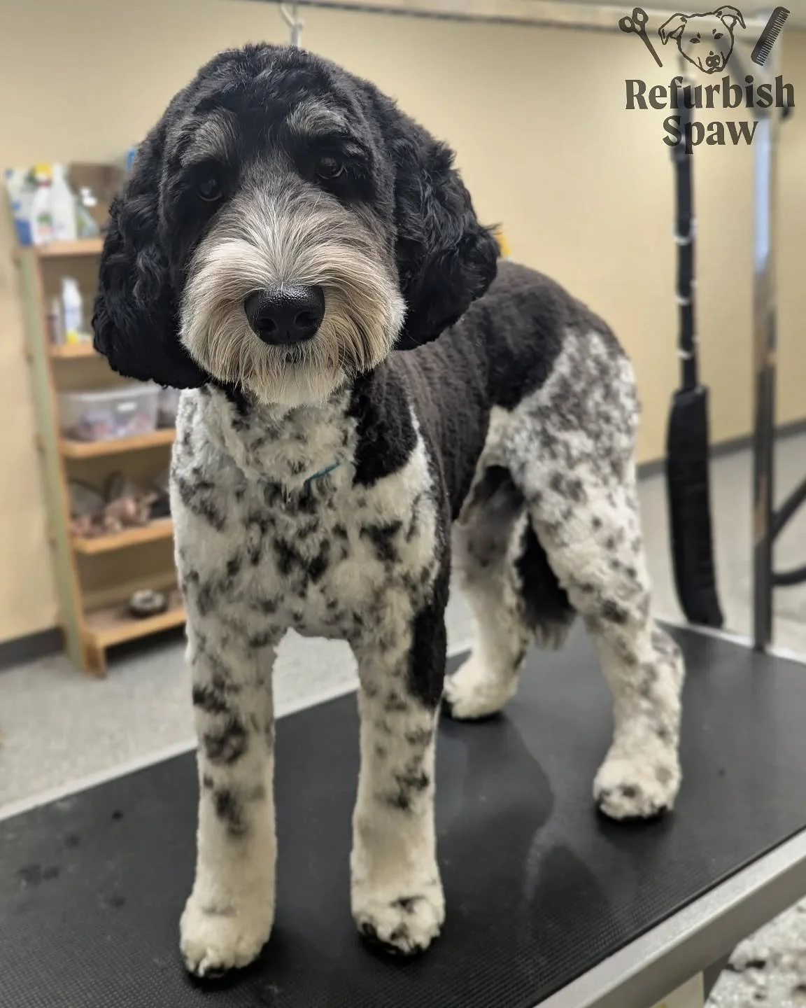 Wooly boy, always the sweetest! 🐏

Groom: 5/8 Teddy 

#yyc #yycdogs #yycgrooming #yycdoggrooming #yycpets #calgary #calgarydogs #calgarysmallbusiness #shoplocal #doodle #springerdoodle