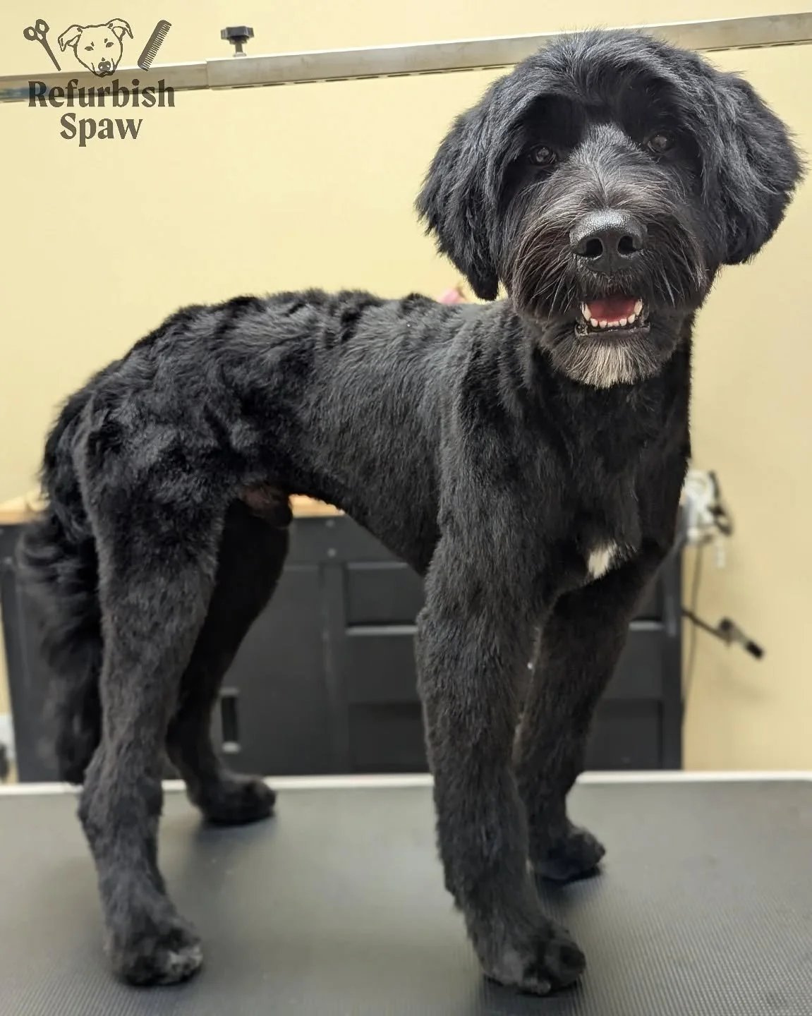 Oopsie, long time no see 🙈 Been busy little bees, hope everyone is having a happy summer! 🌞

Groom: 5/8 Teddy 

#yyc #yycdogs #yycgrooming #yycdoggrooming #yycpets #calgary #calgarydogs #calgarysmallbusiness #shoplocal #doodle #aussiedoodle