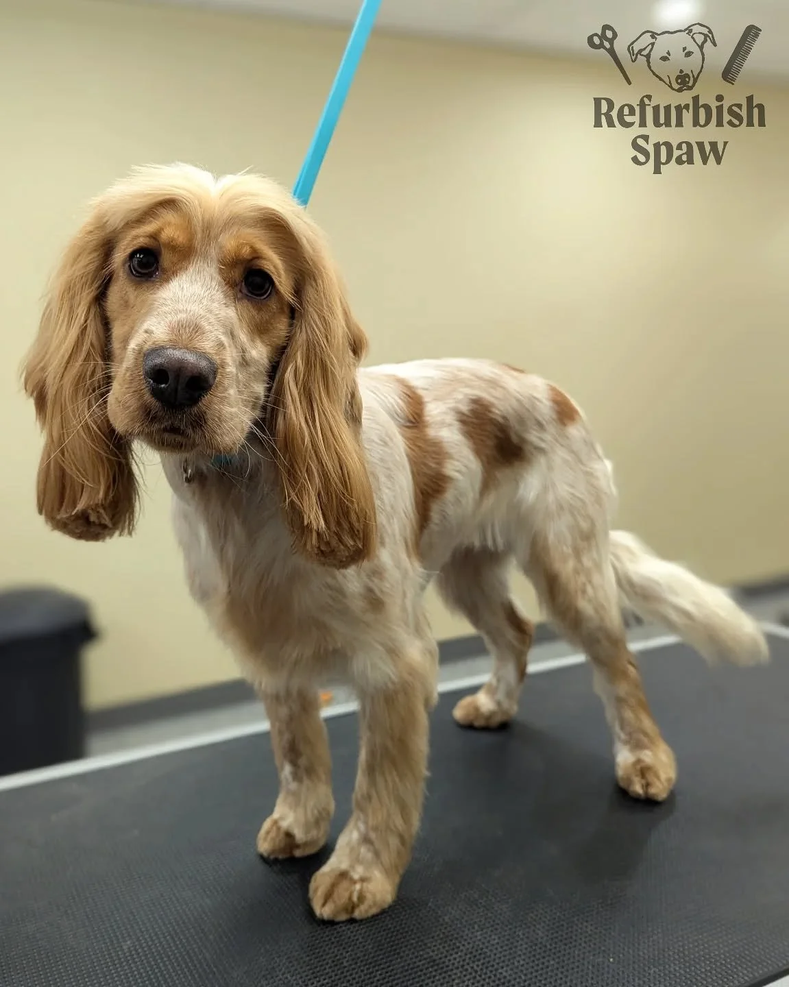 Happy girl Indie 🌟

Groom: bath and tidy

#yyc #yycdogs #yycgrooming #yycdoggrooming #yycpets #calgary #calgarydogs #calgarysmallbusiness #shoplocal #englishcockerspaniel #englishcocker #cockerspaniel