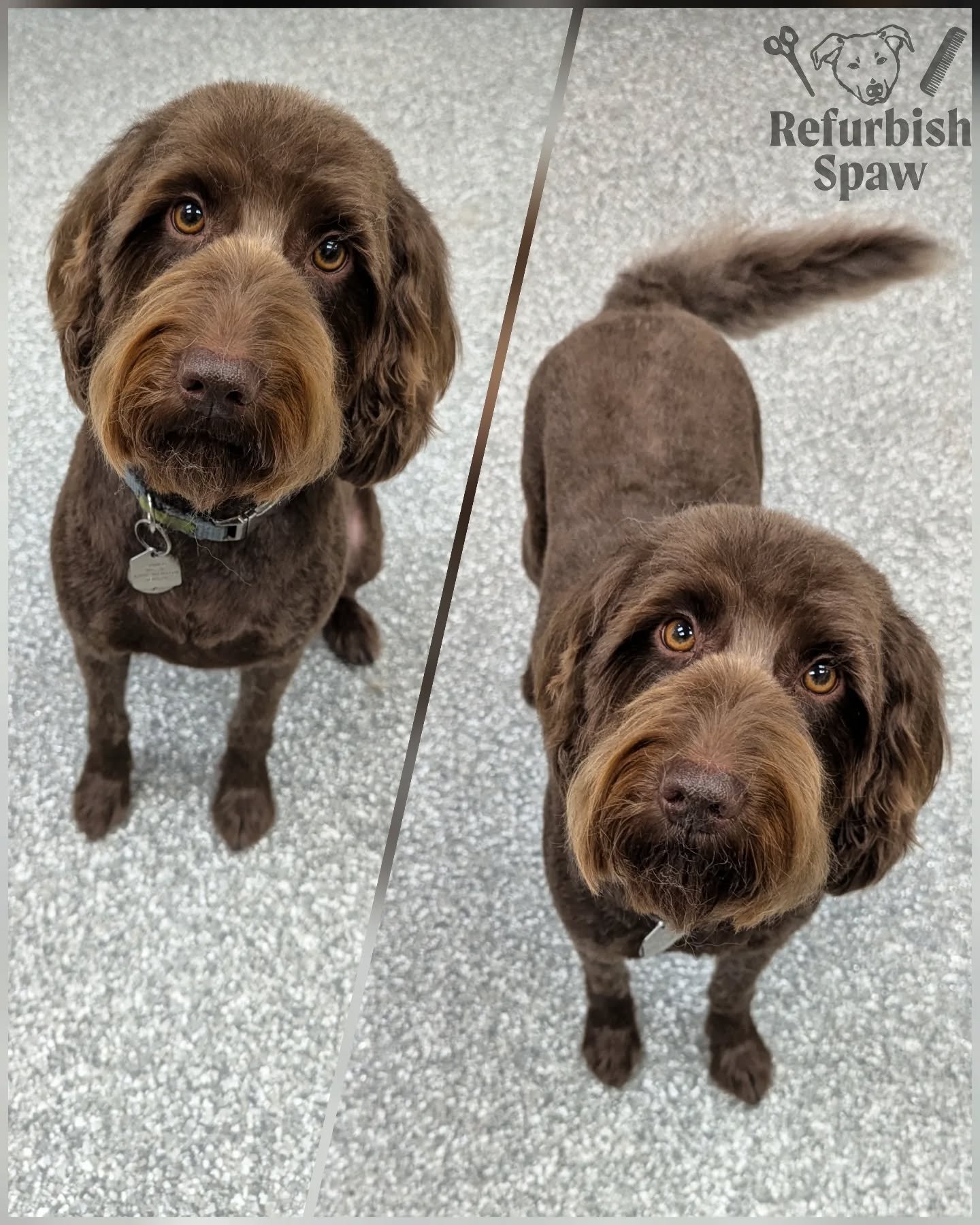 Uma in her fresh cut, perfect timing with Summer around the corner! 🌞
We are booking up quickly, so be sure to prebook your next appointment! 

Groom: kennel cut 5

#yyc #yycdogs #yycgrooming #yycdoggrooming #yycpets #calgary #calgarydogs #calgarysm