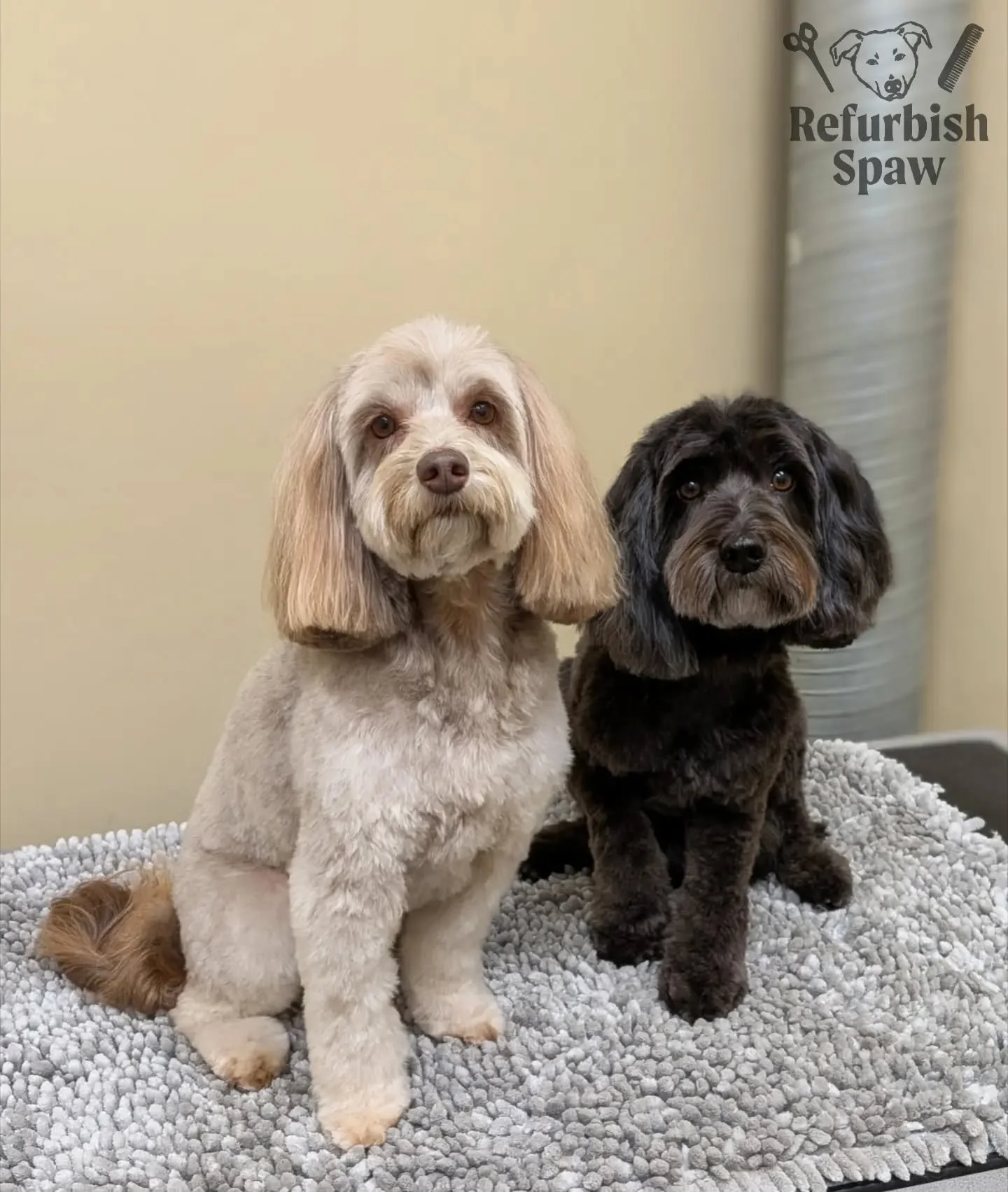 This happy duo came in to see their new bestie Paige! 🤗

#yyc #yycdogs #yycdoggrooming #yycpets  #calgarydogs