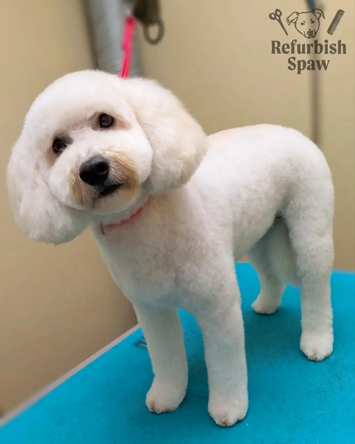 Absolutely can't get enough of Willow! ☁️🫧

Groom: 5/8 Teddy 

#yyc #yycdogs #calgarydogs #yycdoggrooming #yycpets