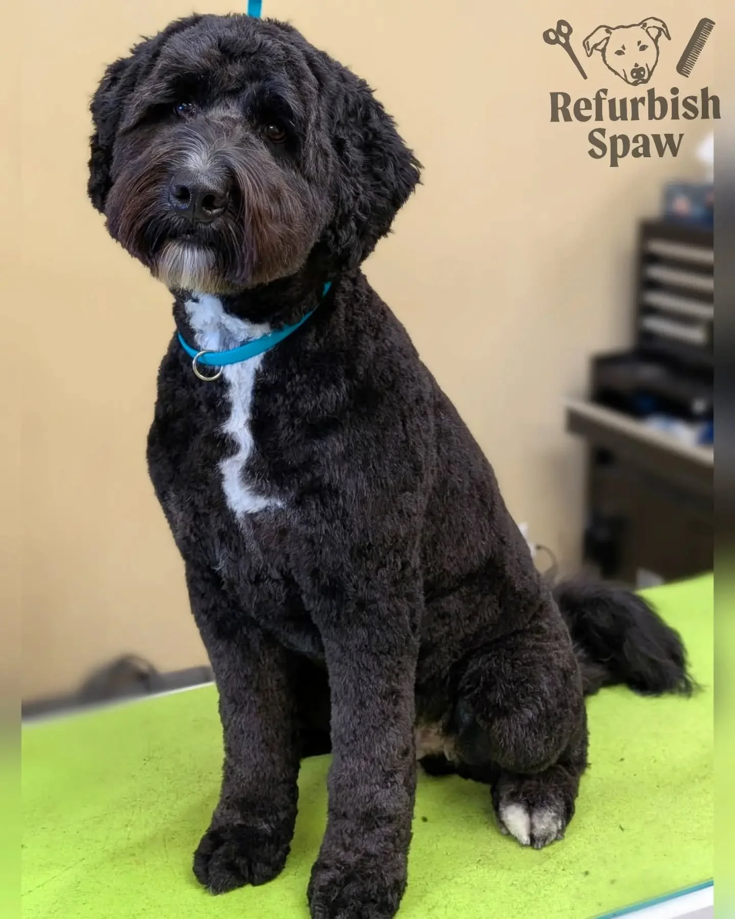 December is coming up fast! Be sure to pre book your next appointments and get your pups all ready for the chilly weather ! 🎀❄️

Groom: 5/8 Teddy 

#yyc #yycdogs #yycdoggrooming #yycpets #CalgaryDogs
