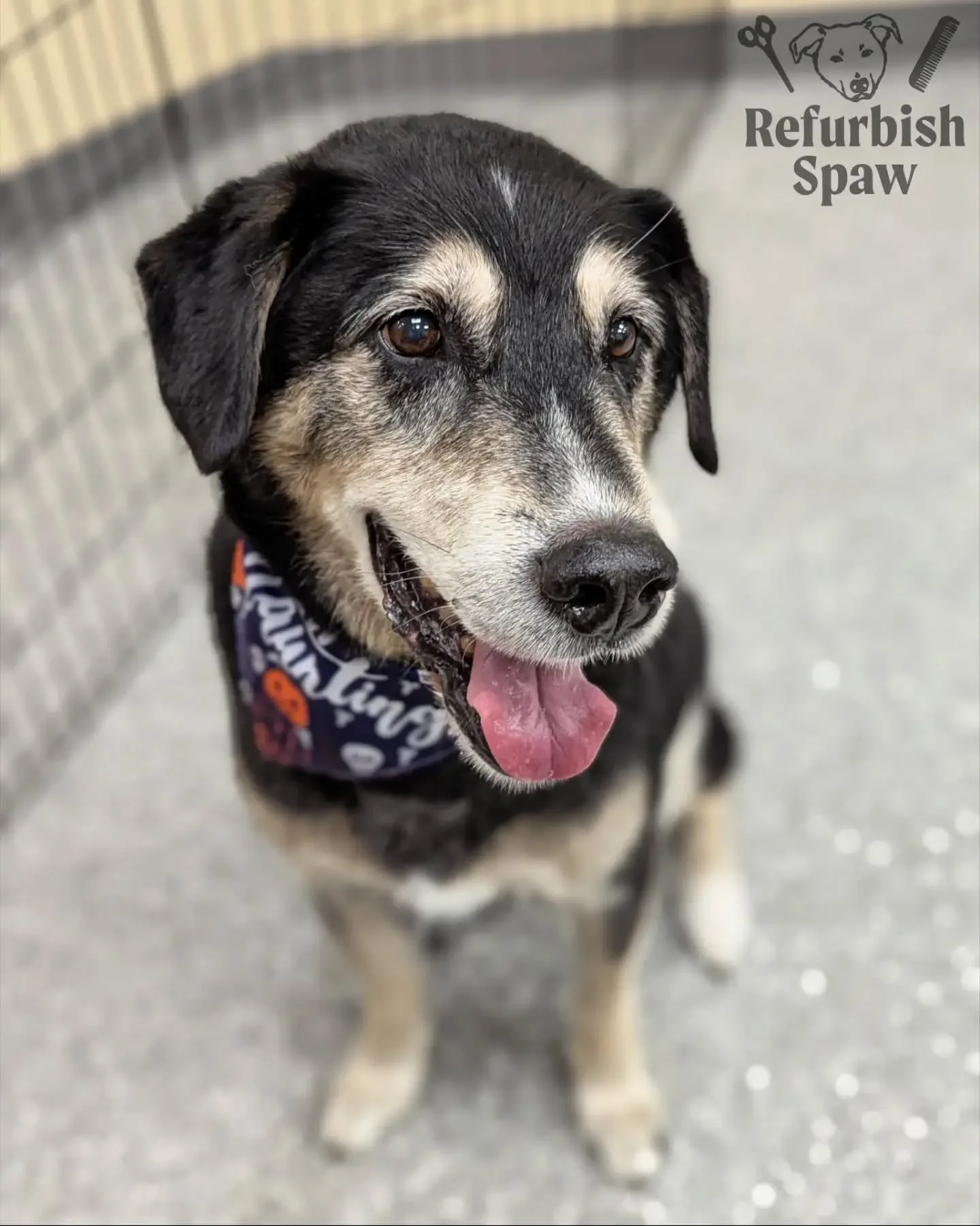 How CUTE is our new friend Chalupa 🥰🫶 Weather is changing and the winter blowouts are here! 🌬️

Groom: bath and deshedding

#yyc #yycdogs #yycpets #calgarydogs #calgarydoggrooming