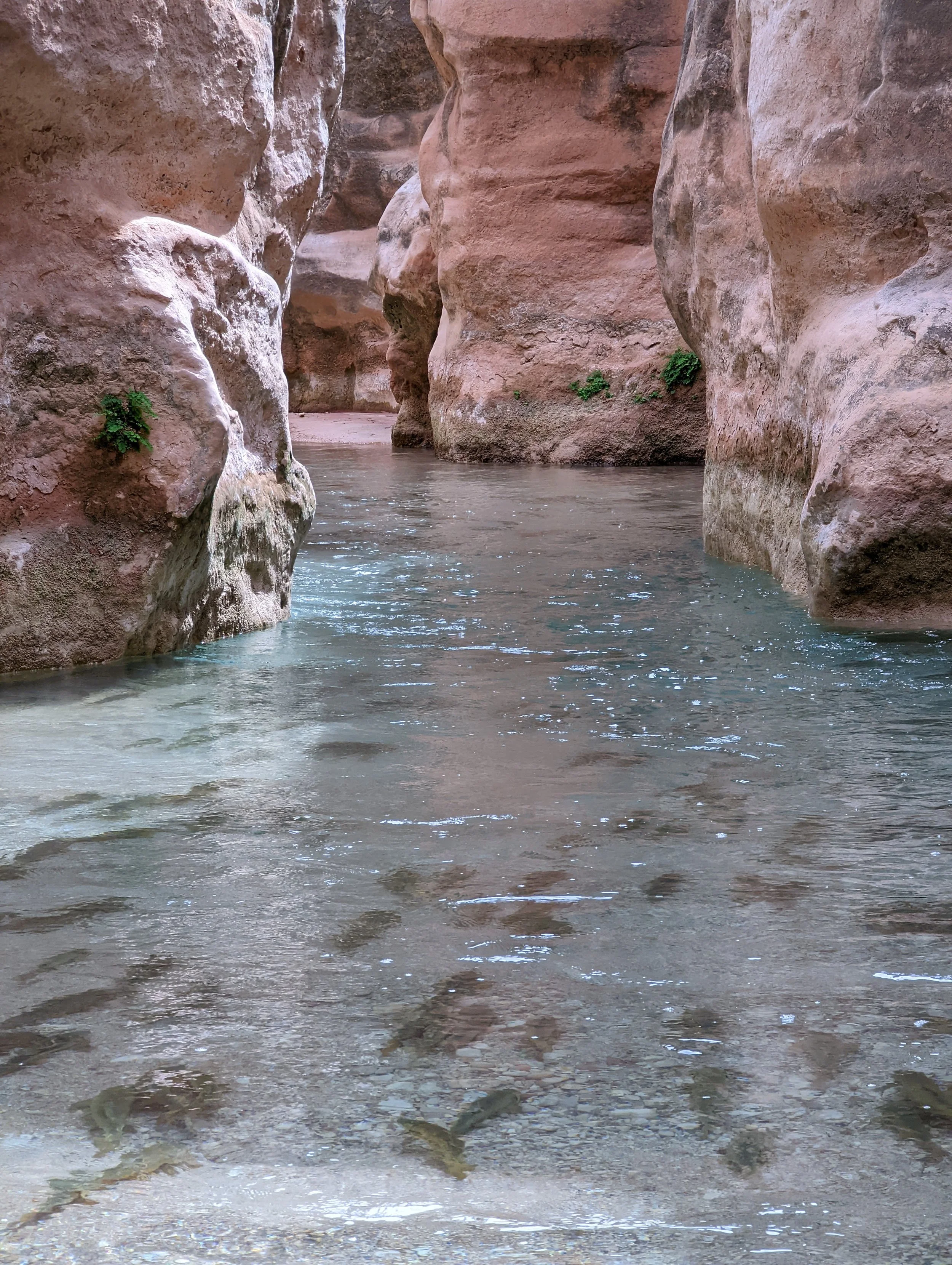 havasu falls meets the river.jpeg