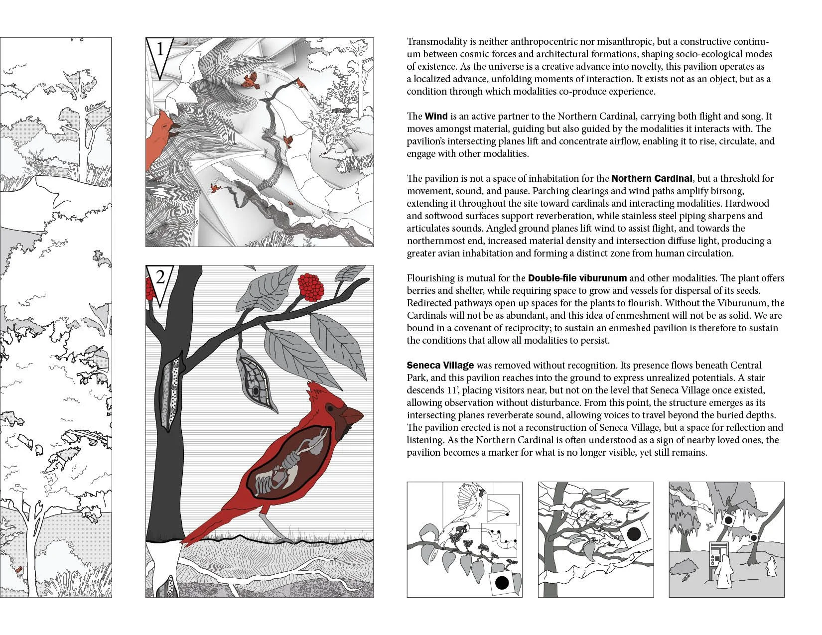Diagram illustrating concepts of transmodality, wind, the Northern Cardinal, Double-file viburnum, and Seneca Village with accompanying text explaining their ecological and cultural significance.