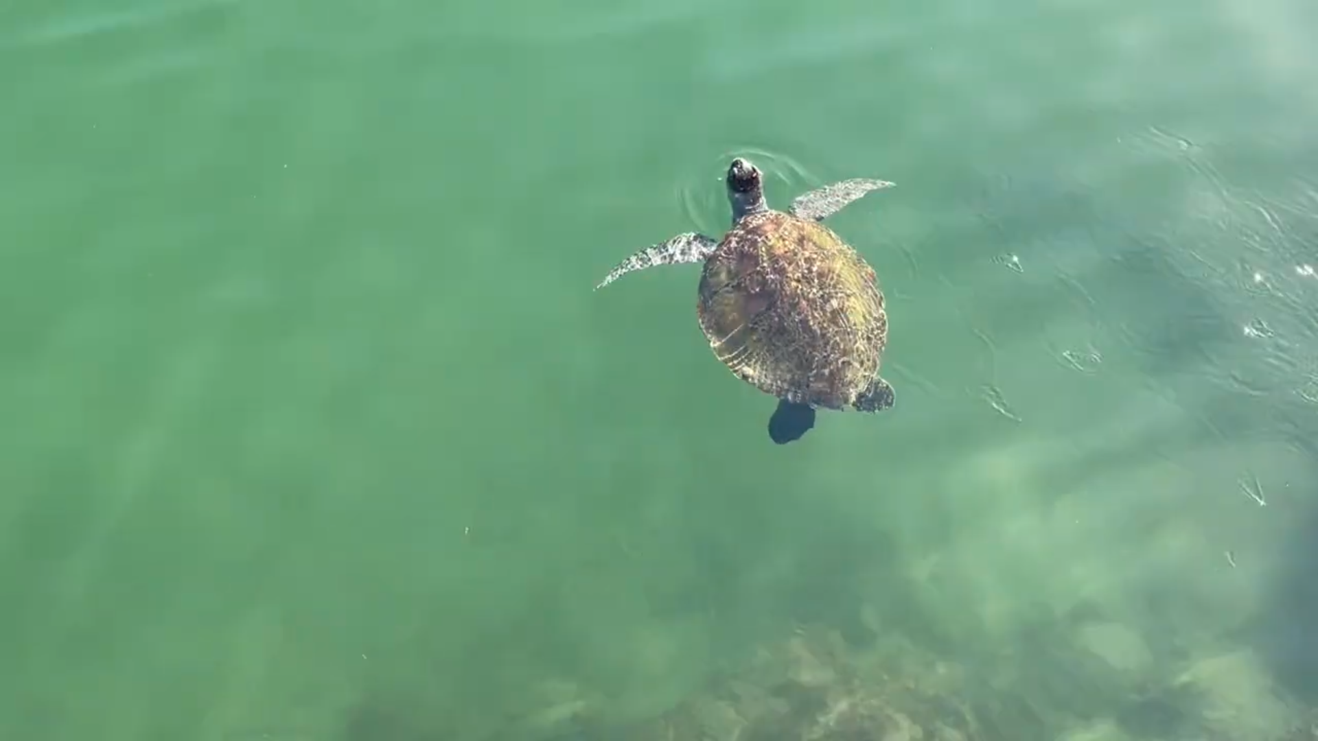 turtle.png