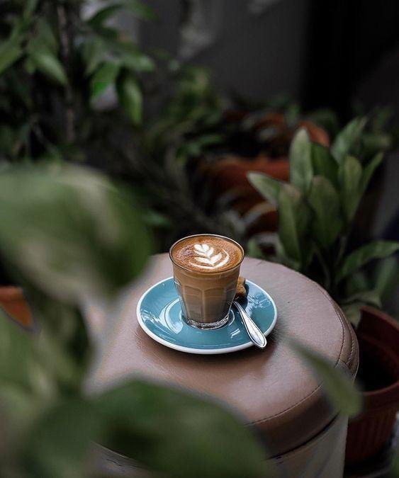 Coffee amongst plants