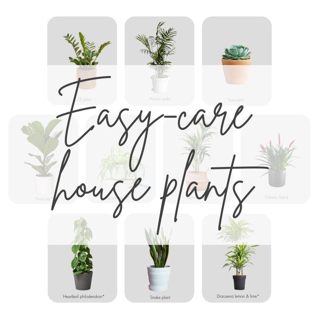 Plants don&rsquo;t just look good &ndash; they&rsquo;re good for you. 🌿 Adding greenery softens a space, boosts your mood, and can even improve air quality. These low-maintenance options are perfect for busy lives, with some also air-purifying for a