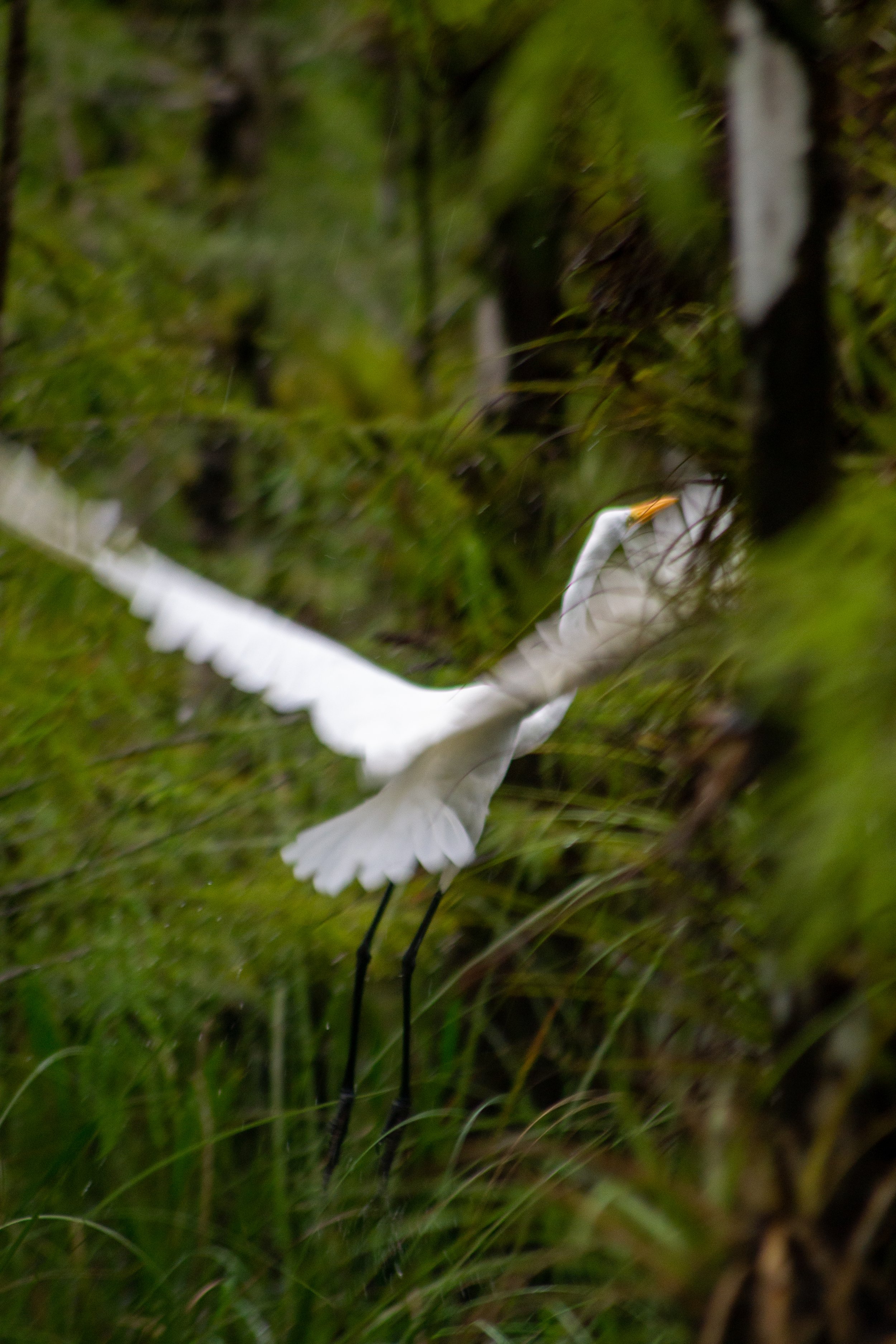 Florida | Everglades | 2023