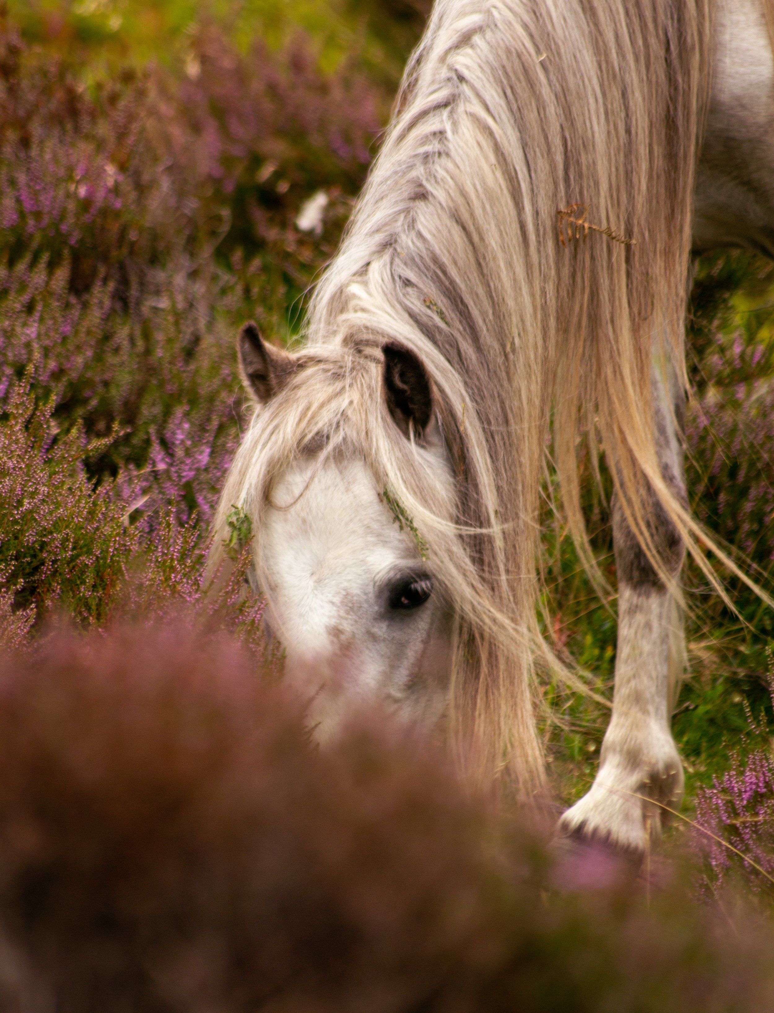 The long mynd pony.jpg