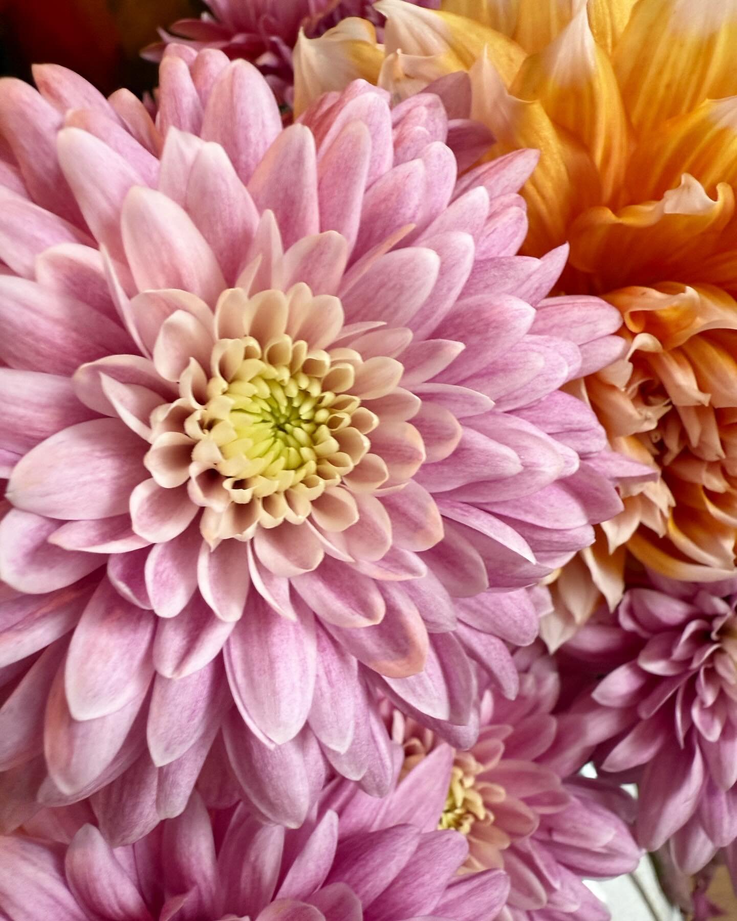 De laatste bloemblaadjes wiegen zachtjes op de herfstwind. 🌬️ Het seizoen van kleur en geur maakt plaats voor een tijd van stilte en bezinning.

Dankbaar voor alle bloemenpracht en herinneringen die we samen hebben gedeeld. 🌷🌼 Geniet van de rust e