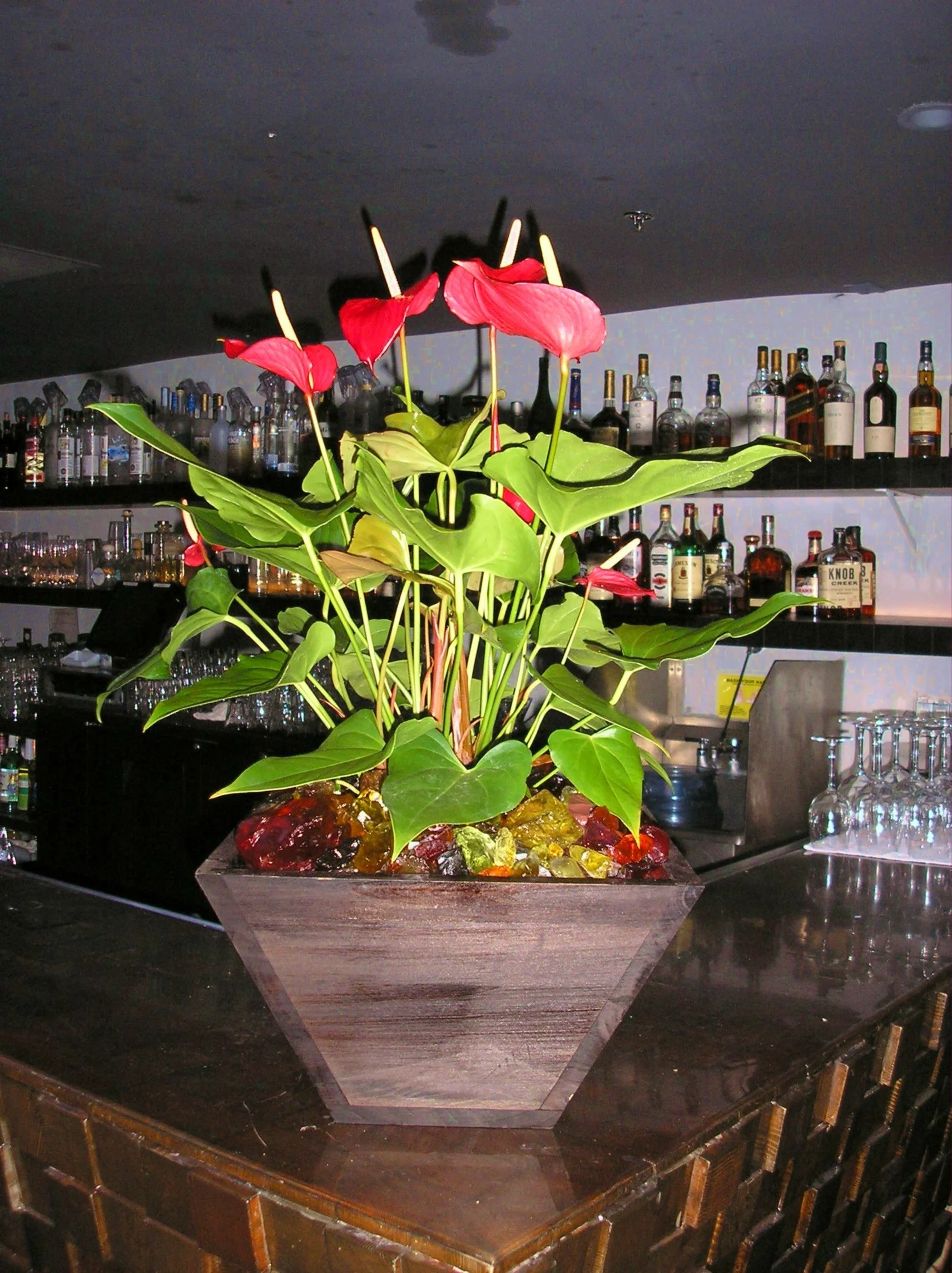 Restaurant Florist- Interior Scapes by Julie Jenkins (8).JPG