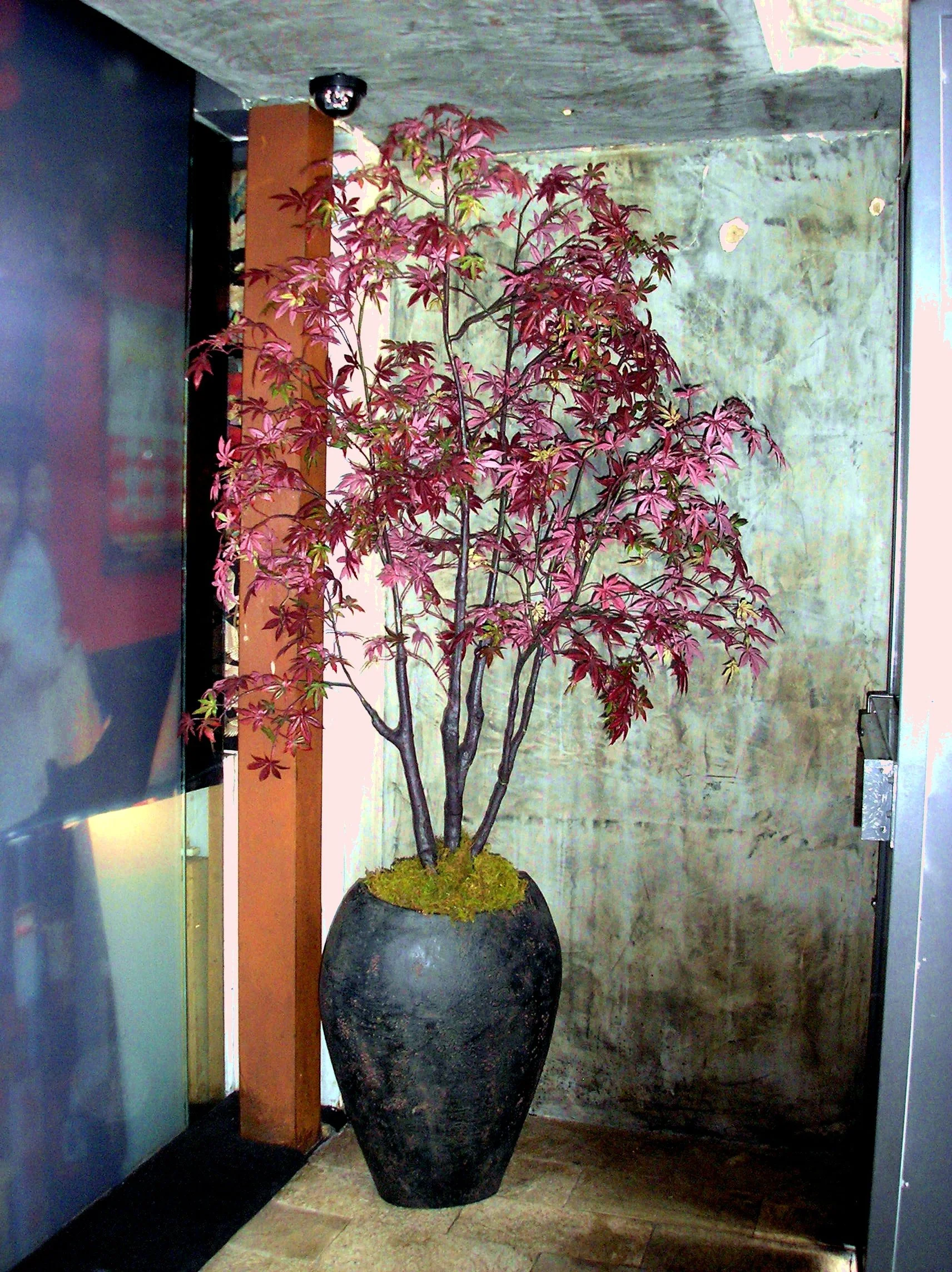 Restaurant Florist- Interior Scapes by Julie Jenkins (17).JPG