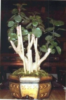 interior scapes by julie jenkins-restaurant decor (2).jpg